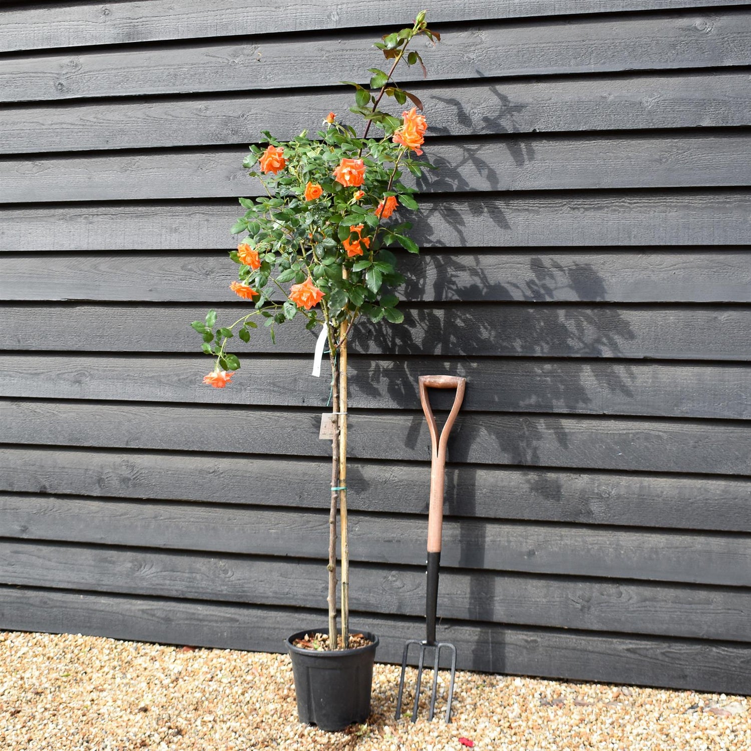Rose 'Albicocca Sfumato Rame' - Clear Stem 80-90cm - Height 130-160cm - 18lt