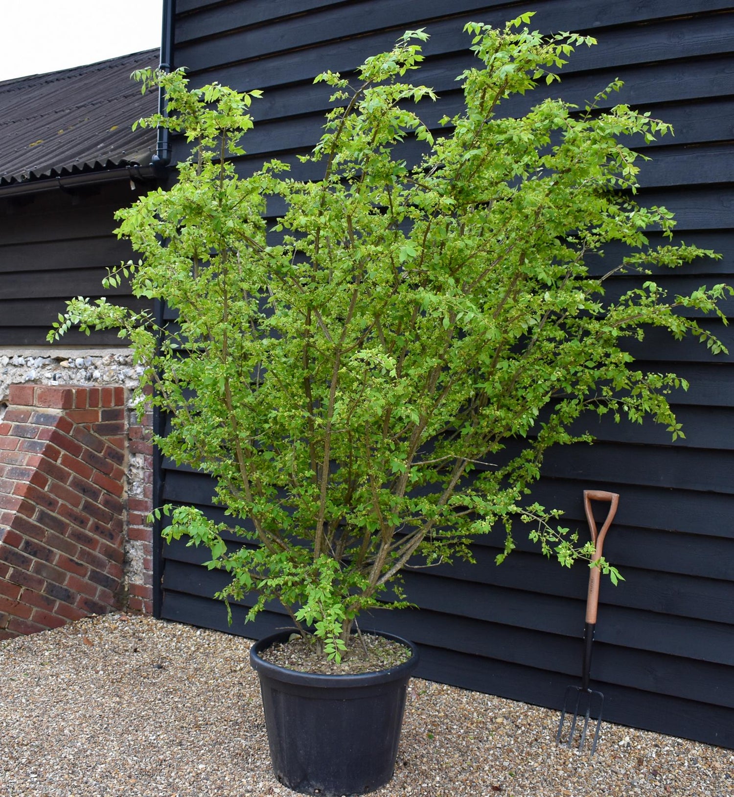 Winged Spindle Tree | Euonymus Alatus - Height 180 - 200cm - 55lt