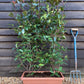 Photinia Magical Volcano - Flowerbox - Trough - Instant Hedging - Height 90-100cm - Width 60cm - 60lt