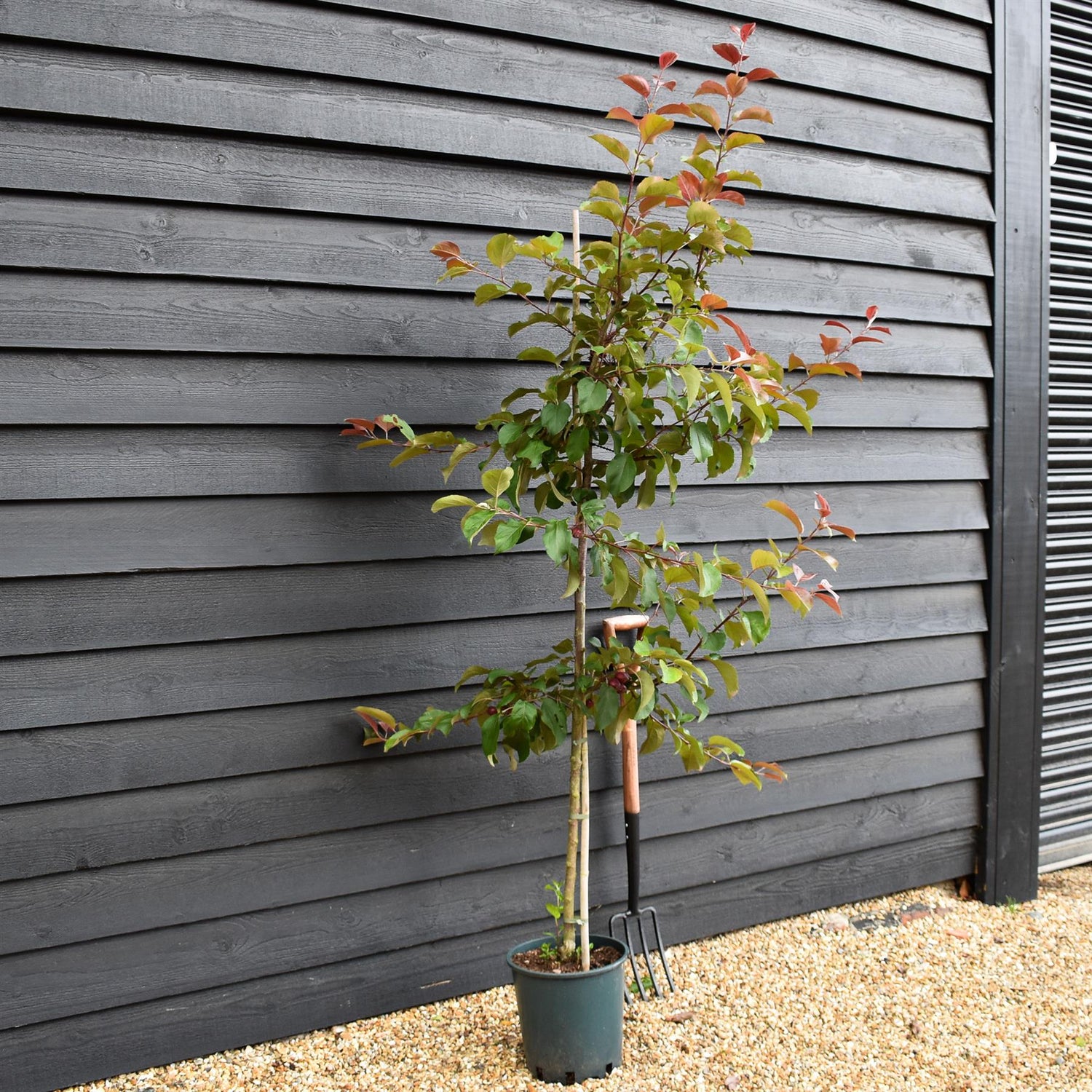 Crab apple | Malus Harry Baker - 160-180cm - 12lt