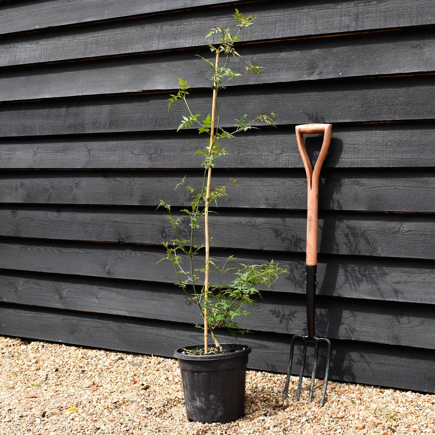 Jasminum officinale | Jasmine -  Height 90-110cm - 9lt