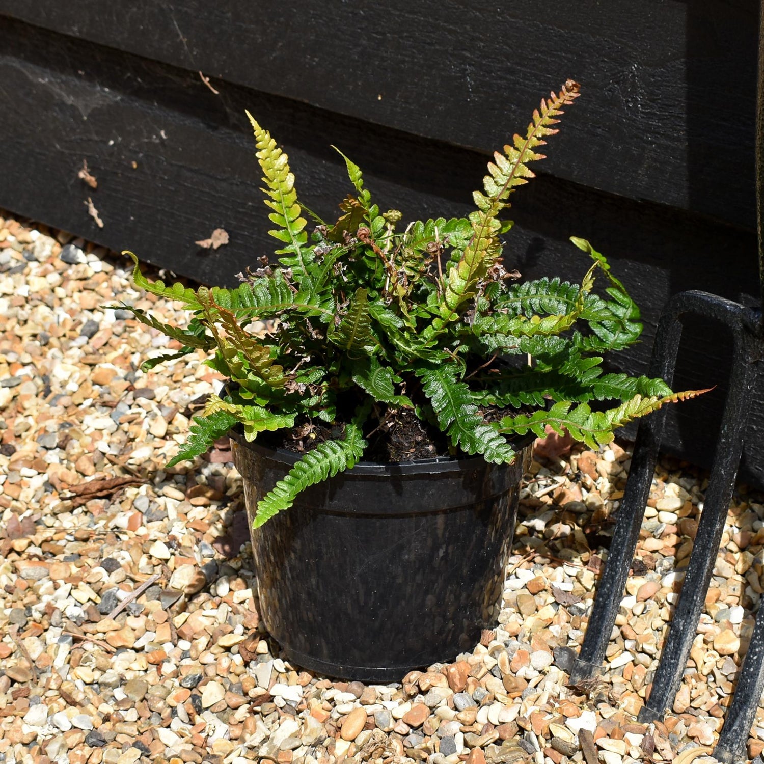 Doodia Media | Common Rasp Fern - Perennial - 3lt