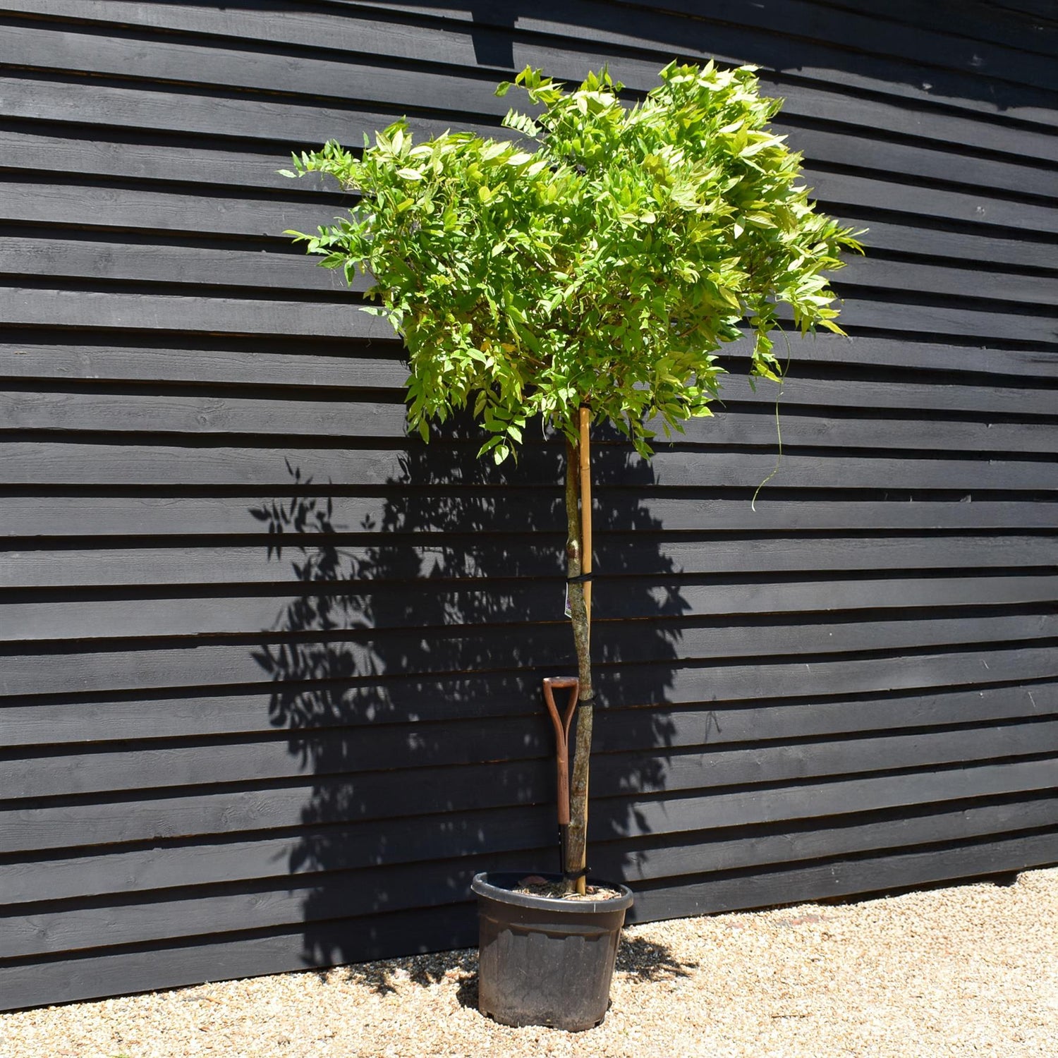 Wisteria brachybotrys 'Showa-beni' Clear Stem 140cm - Girth 10-12cm - Height 200-220cm - 55lt