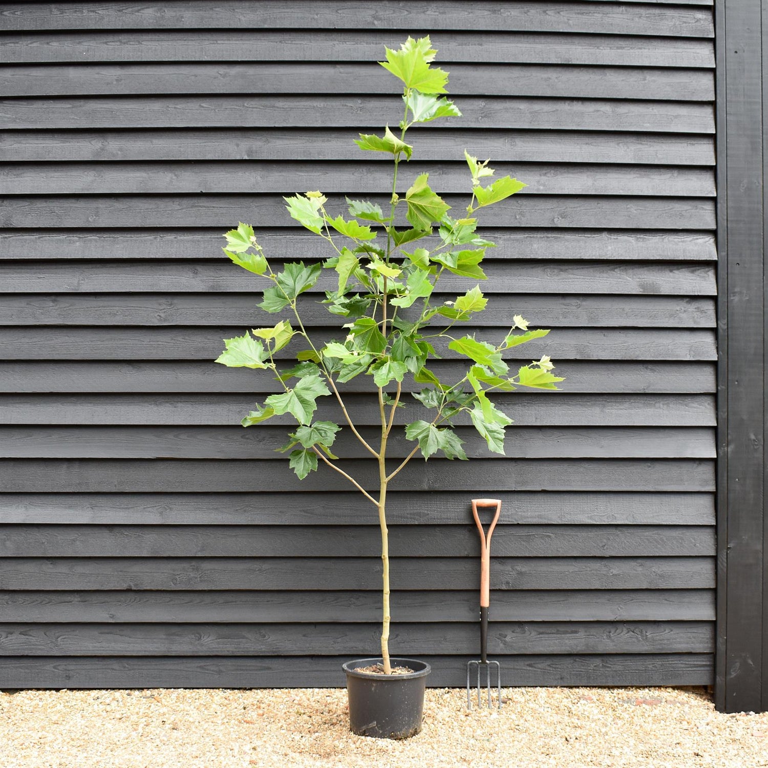 Platanus  hispanica | London plane - Height 170-200cm - Girth 6-8cm - 30lt