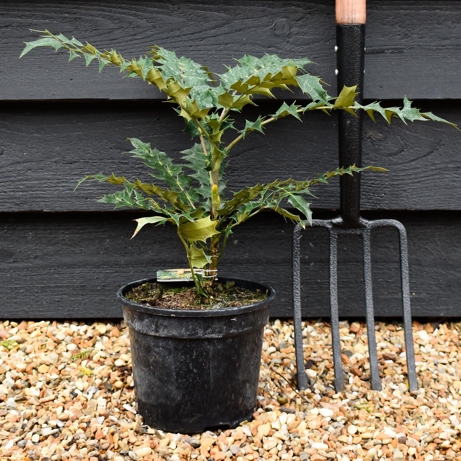 Mahonia media Charity | Oregon grape 'Charity' - Height 35-40cm - 3lt