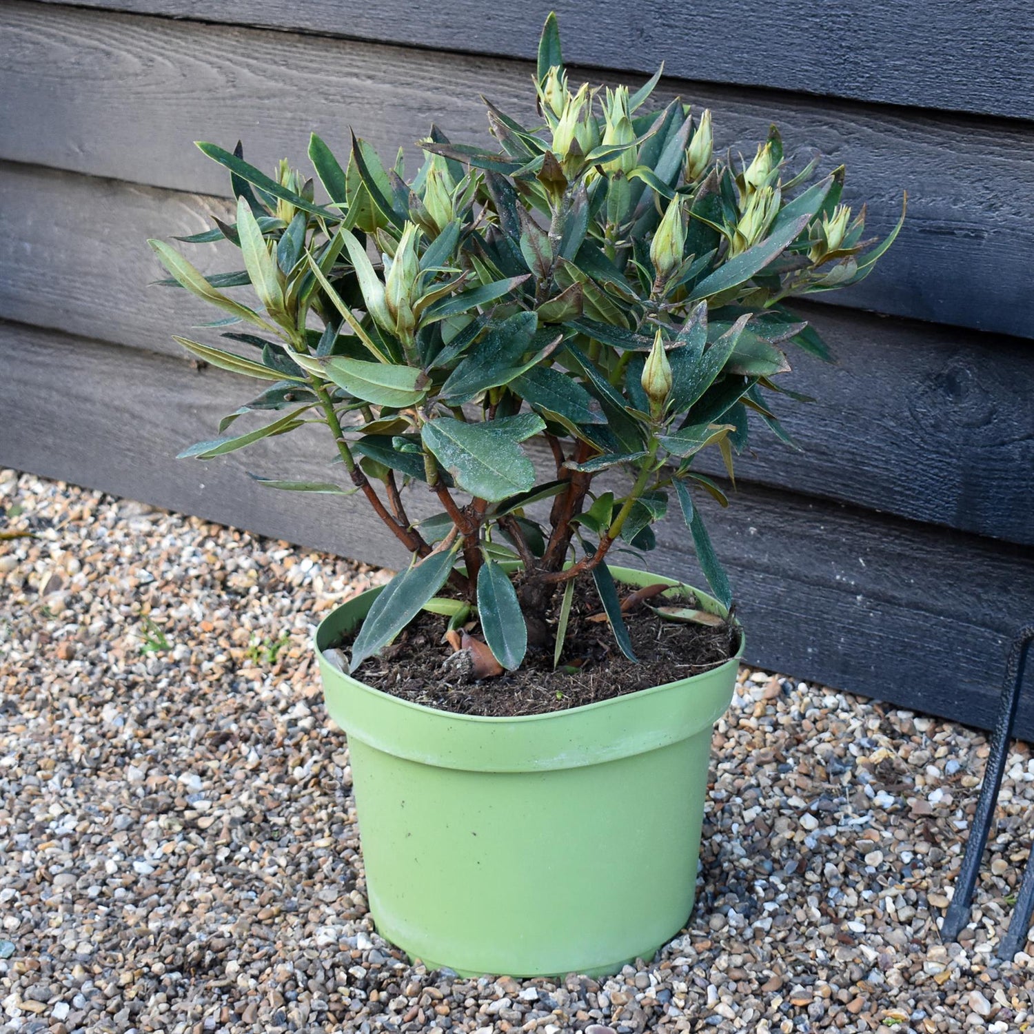 Rhododendron 'Vulcan' - Shrub - Height 40-50cm - 10lt
