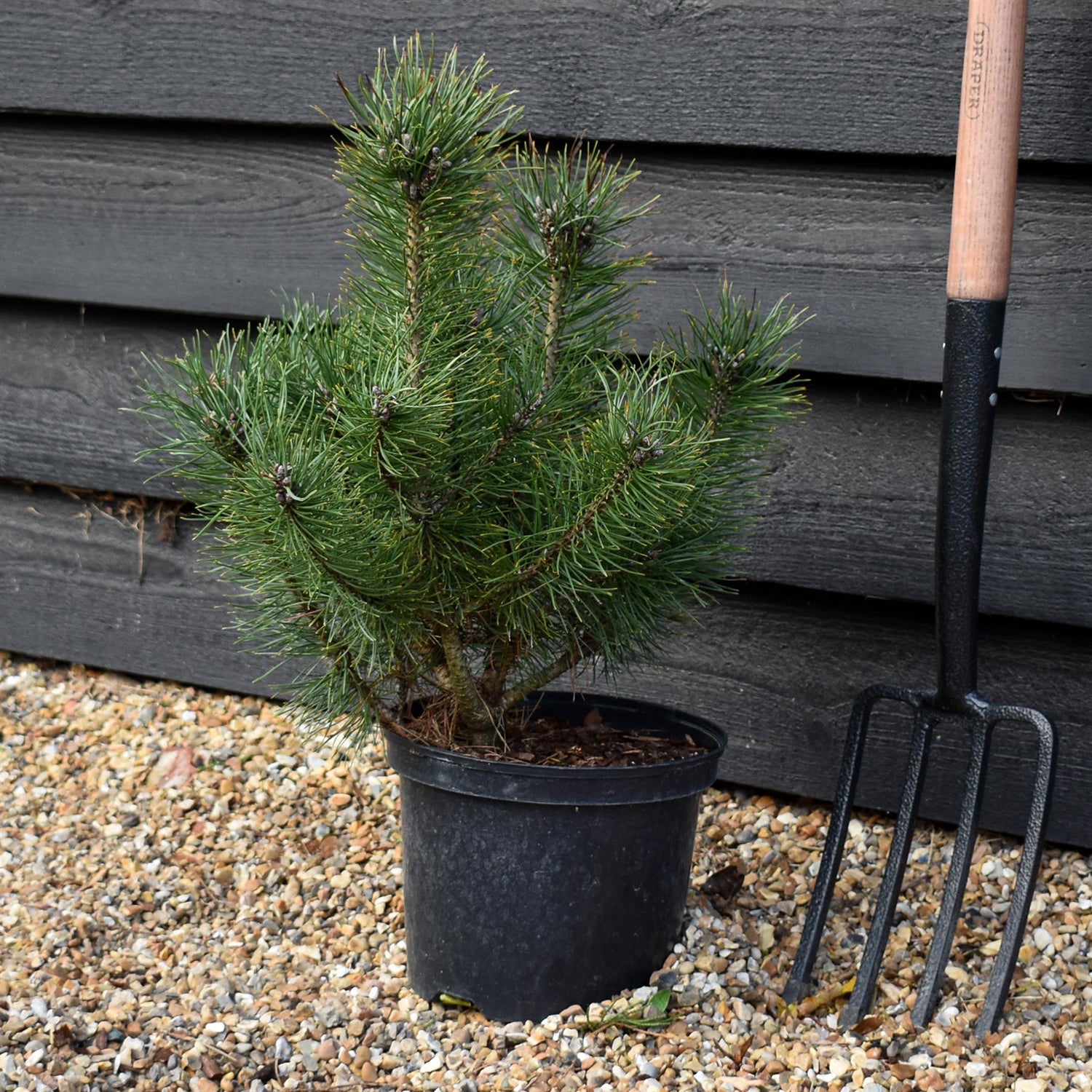 Pinus mugo mughus |Dwarf Mountain Pine - Height 40-60cm - 5lt