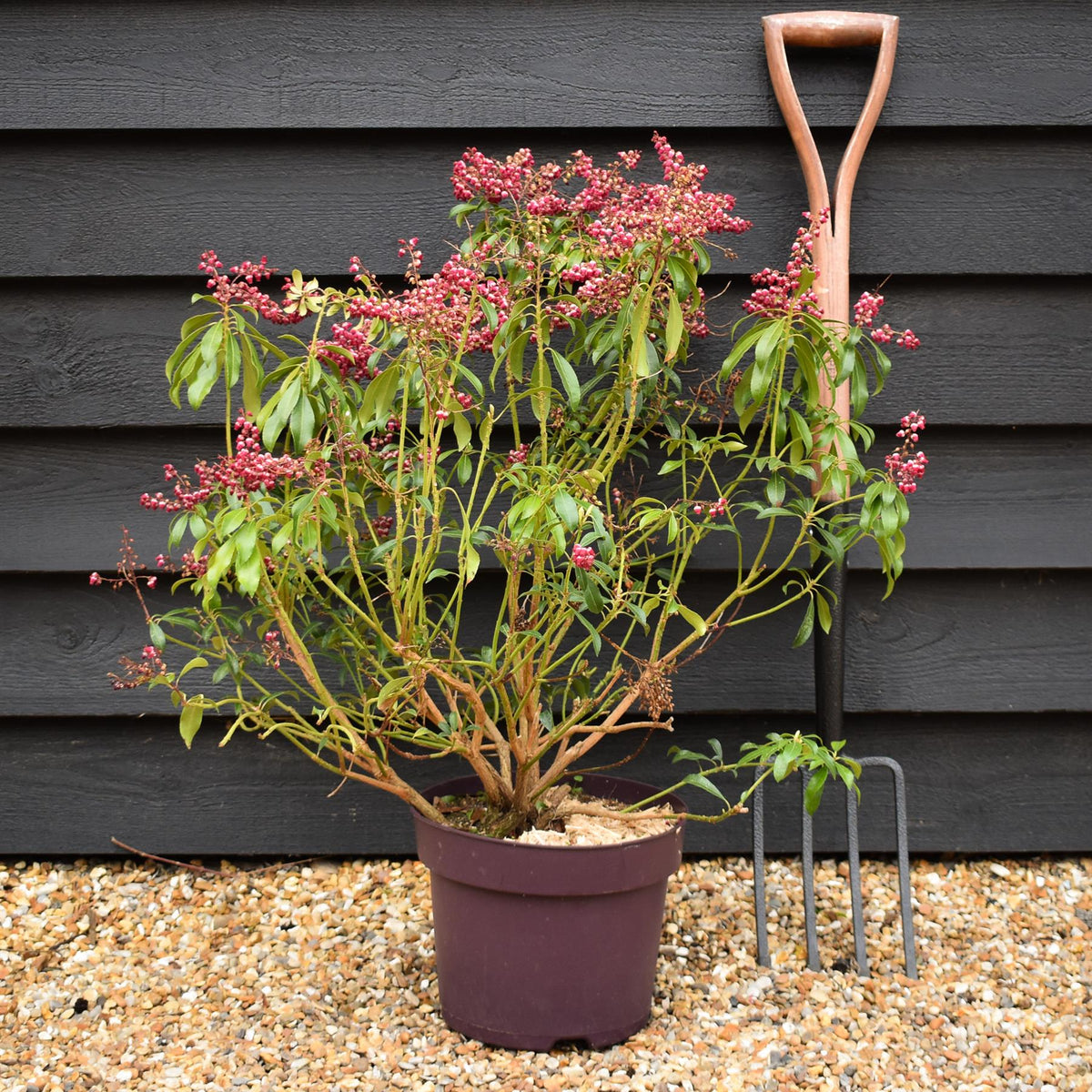 Pieris japonica 'Passion'- Shrub - Height 30-40cm - Width 40cm - 7lt