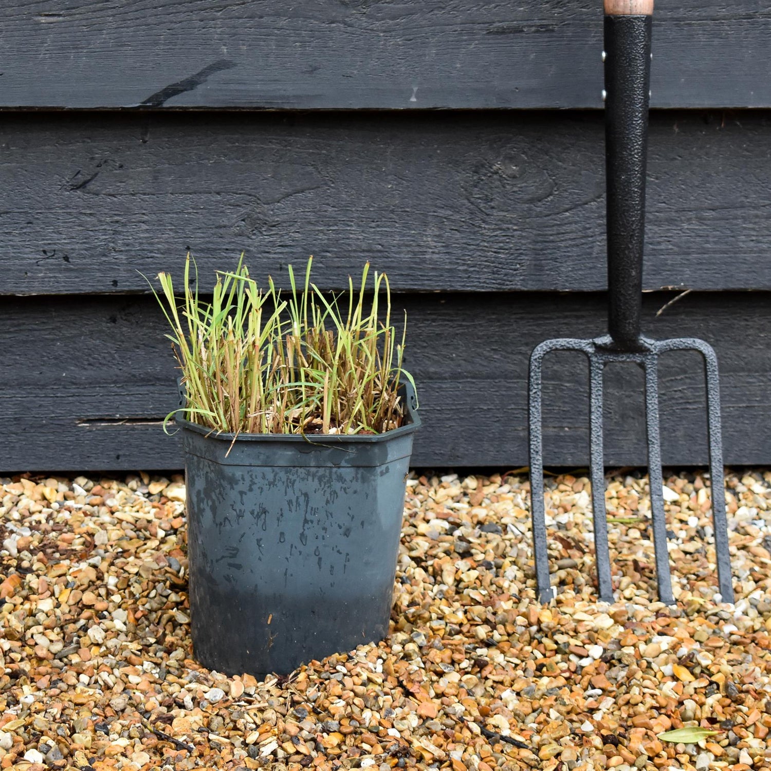 Miscanthus sinensis | Ornamental grass 'Little Zebra' - 5lt
