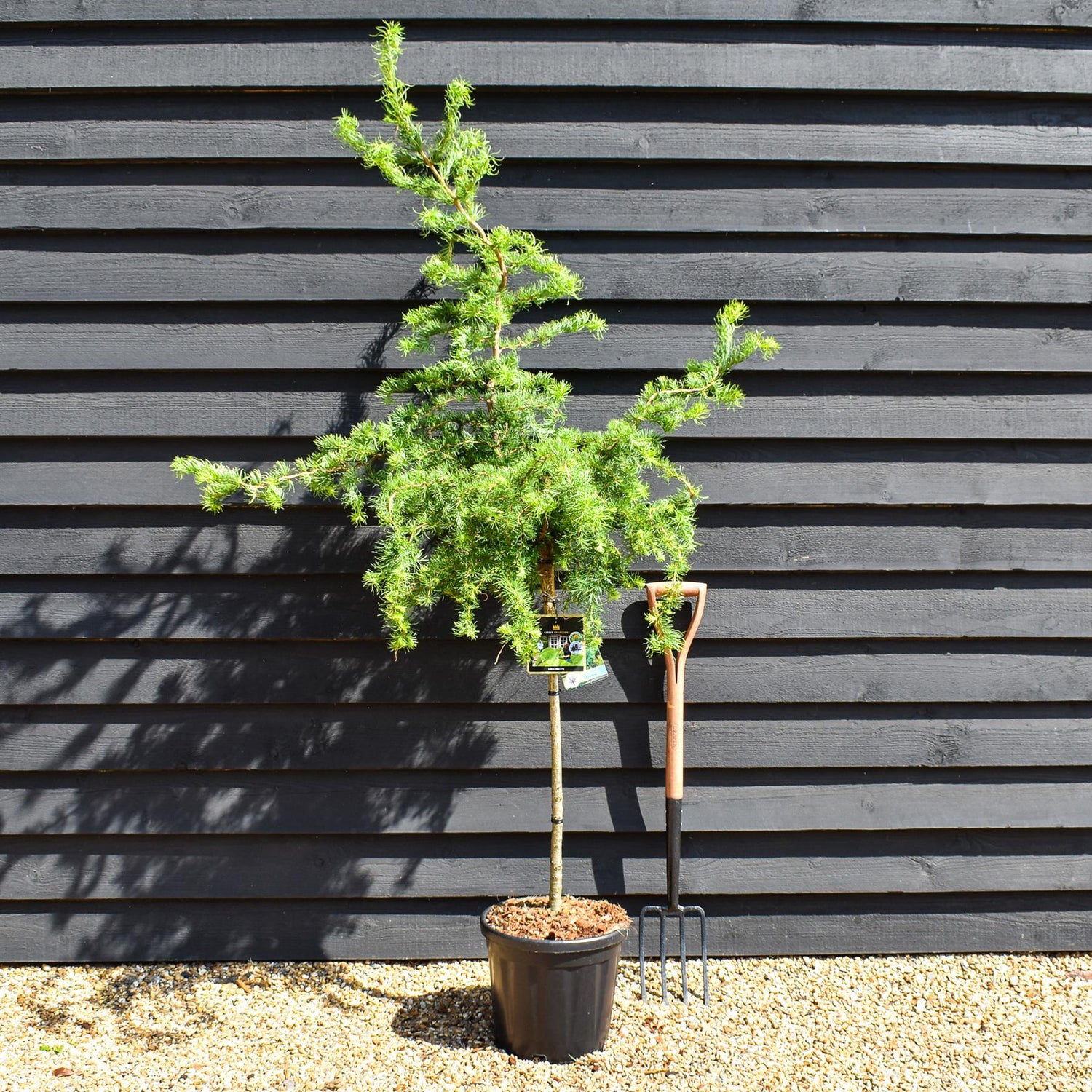 Larix kaempferi 'Diana' - Stem 80cm - Height 180-190cm- 25lt