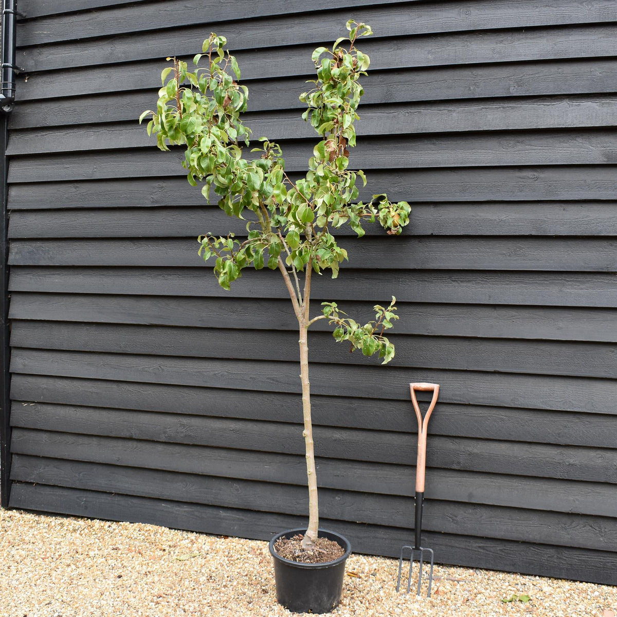 Pear tree 'Conference' | Pyrus communis - Half Standard- Height 160-180cm - 20lt