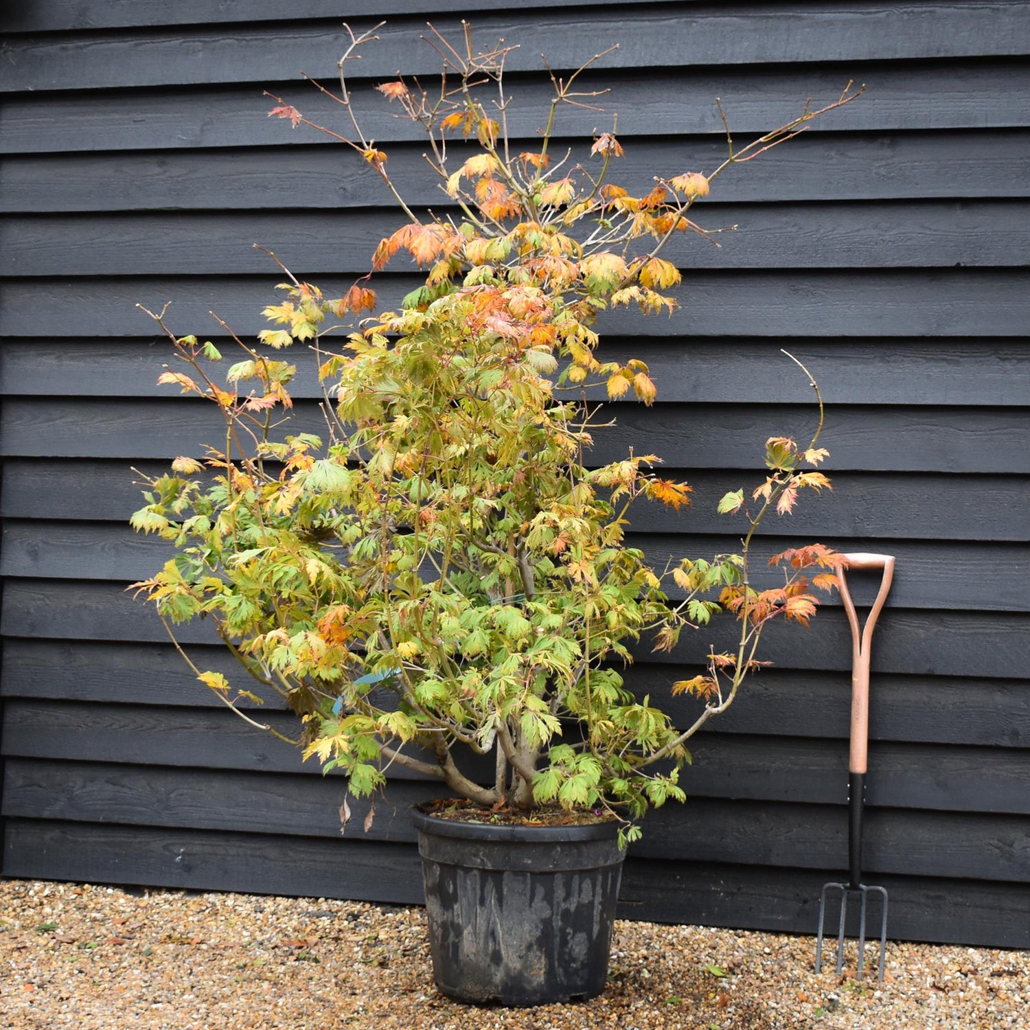 Acer japonicum 'Aconitifolium' | Downy Japanese maple -  Height 160-170cm - 55lt