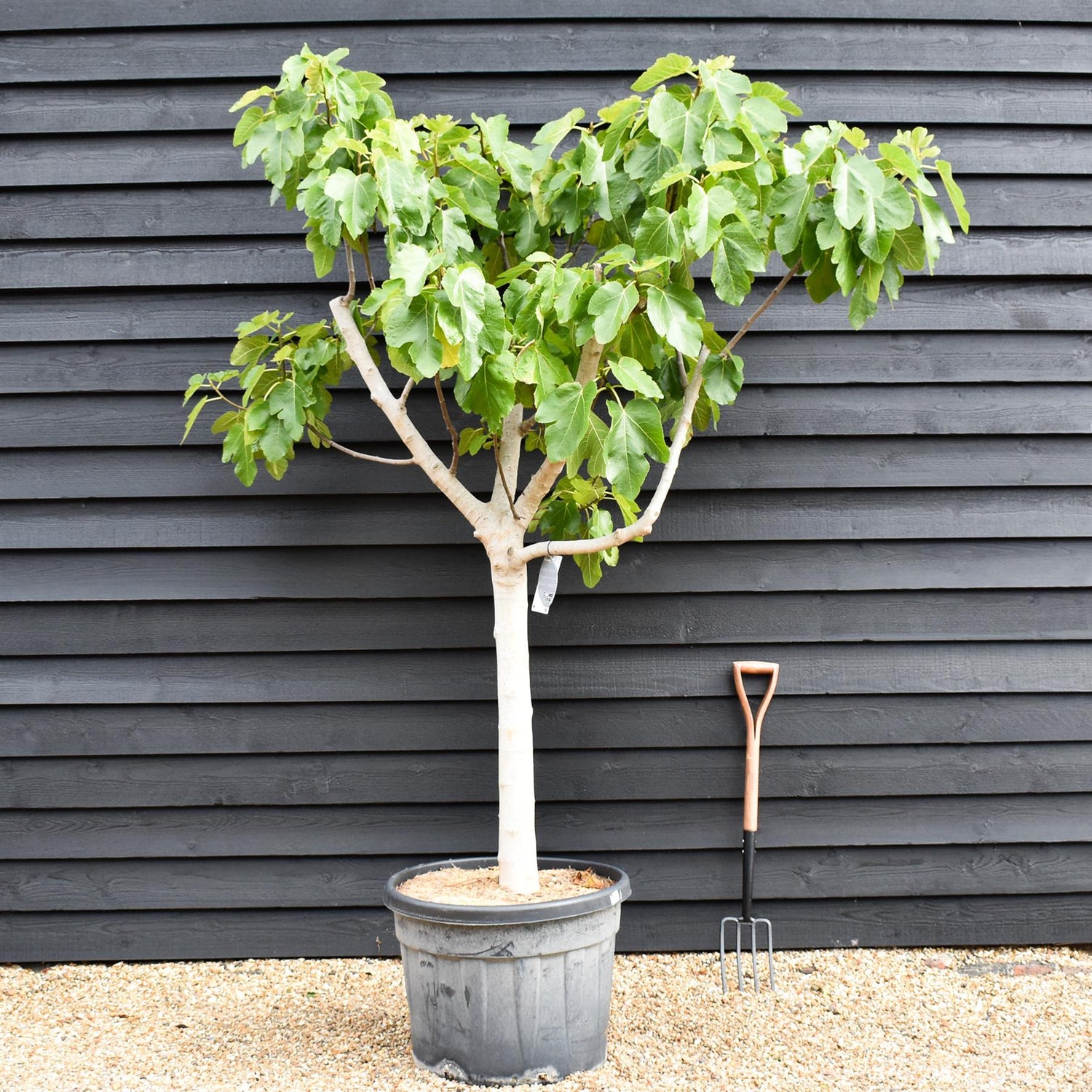 Fig - Ficus carica 'Napolitana'- Clear Stem 80cm - Girth 26-32cm - Height 170-190cm - 110lt
