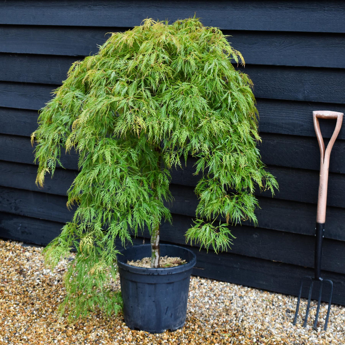 Acer palmatum dissectum 'Virdis' | laceleaf Japanese maple - Clear Stem 75-85cm - Height 100-120cm - 25lt