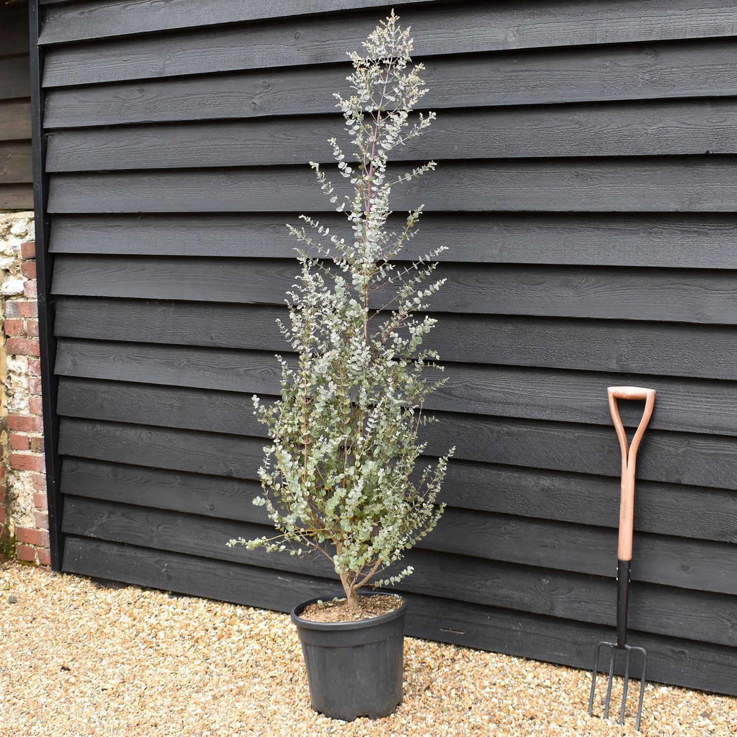 Eucalyptus gunnii Azura - Shrub - Height 150-170cm - 20lt