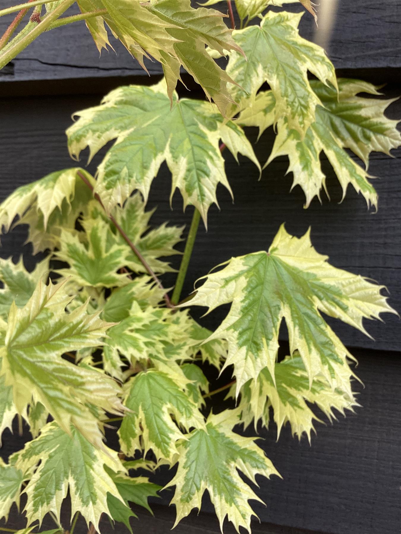 Acer Platanoides 'Drummondii' | Norway Maple 1/2 std Clear Stem - 150-180cm, 10lt