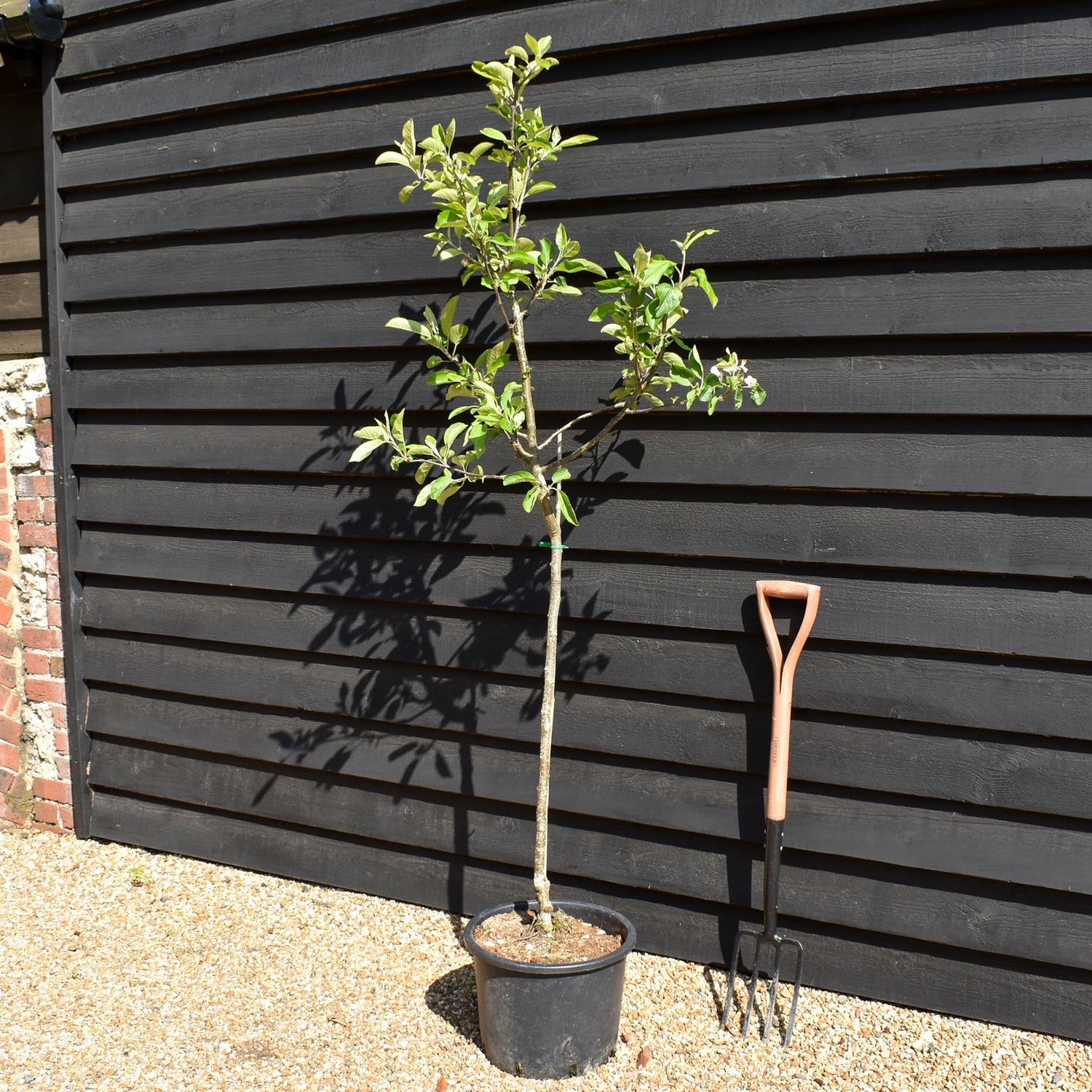 Apple tree 'Laxton's Superb' | Malus domestica - MM106 - Semi-Vigorous - Height 160-170cm - 20lt
