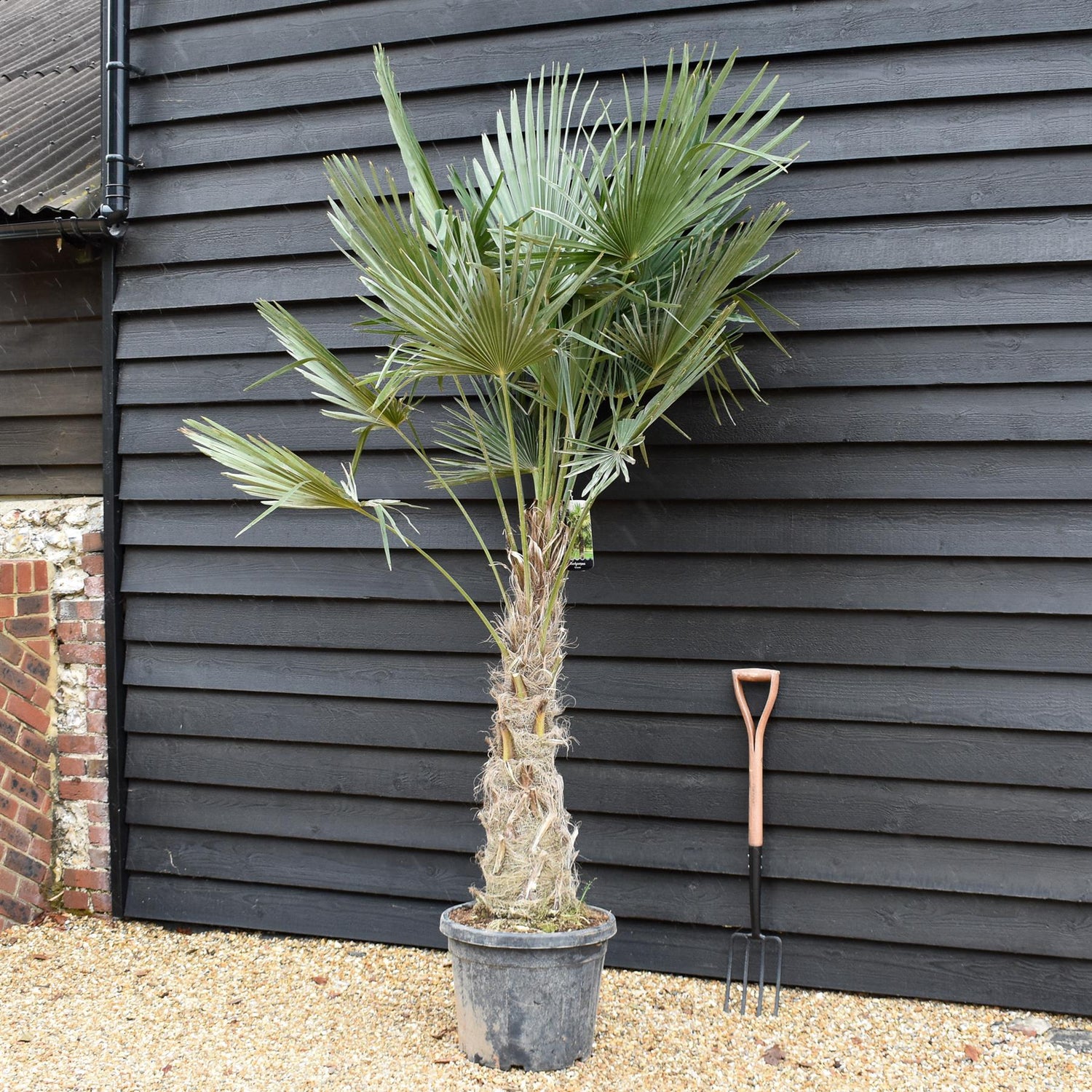 Trachycarpus fortunei - Stem 70-80cm -  Height 210-250cm - 45lt