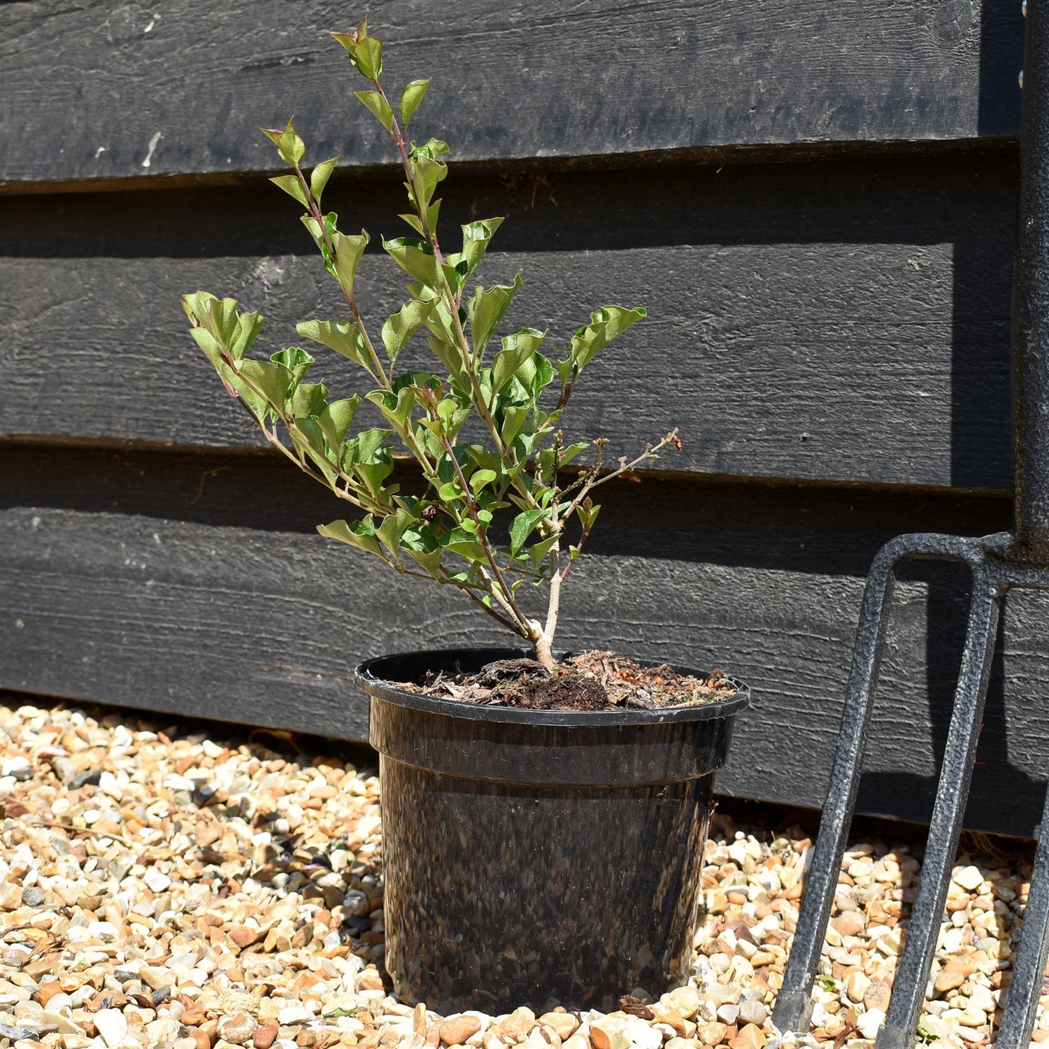 Syringa meyeri 'Palibin' - Shrub - Height 15-25cm - 3lt