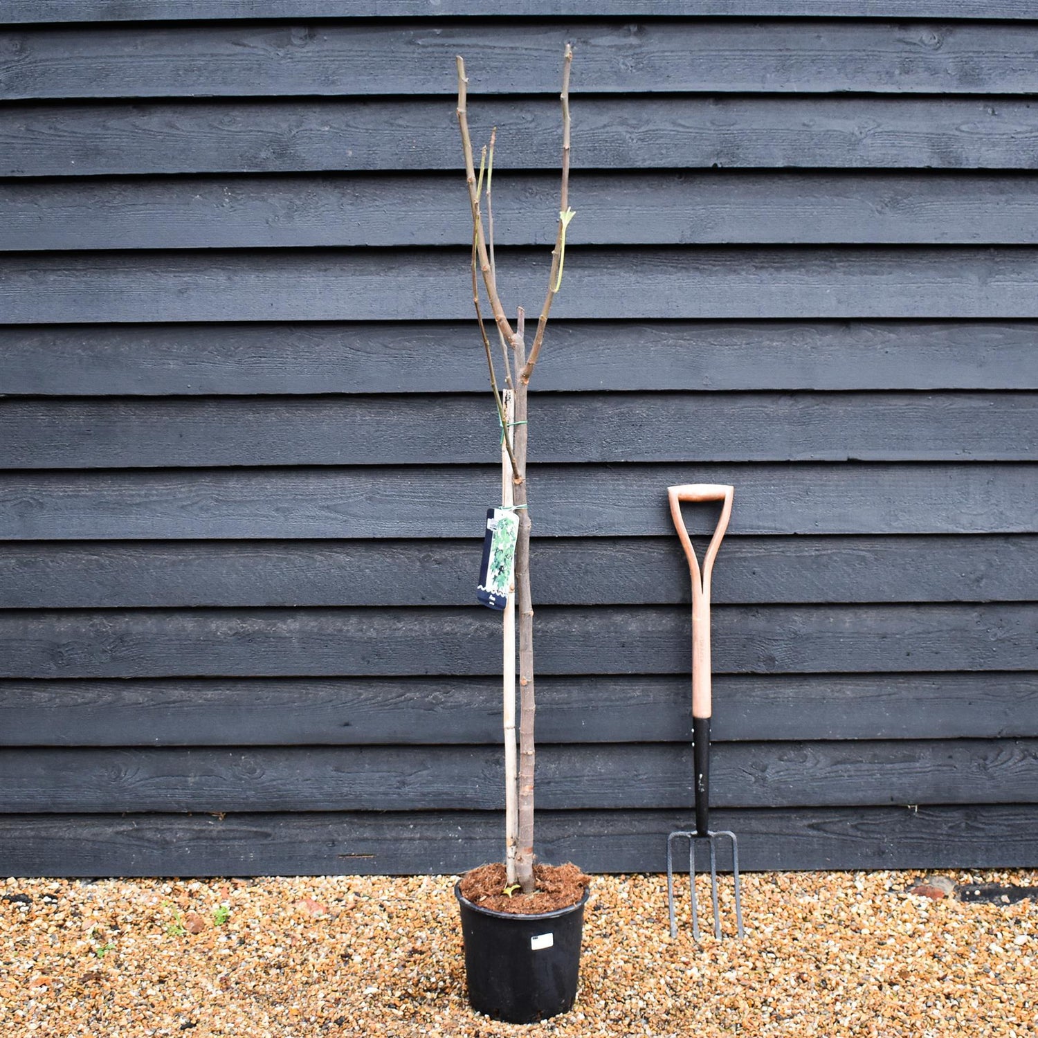 Fig - Ficus carica 'Madeleine deux Saisons'- Clear Stem 80-90cm - Height 160-170cm - 20lt