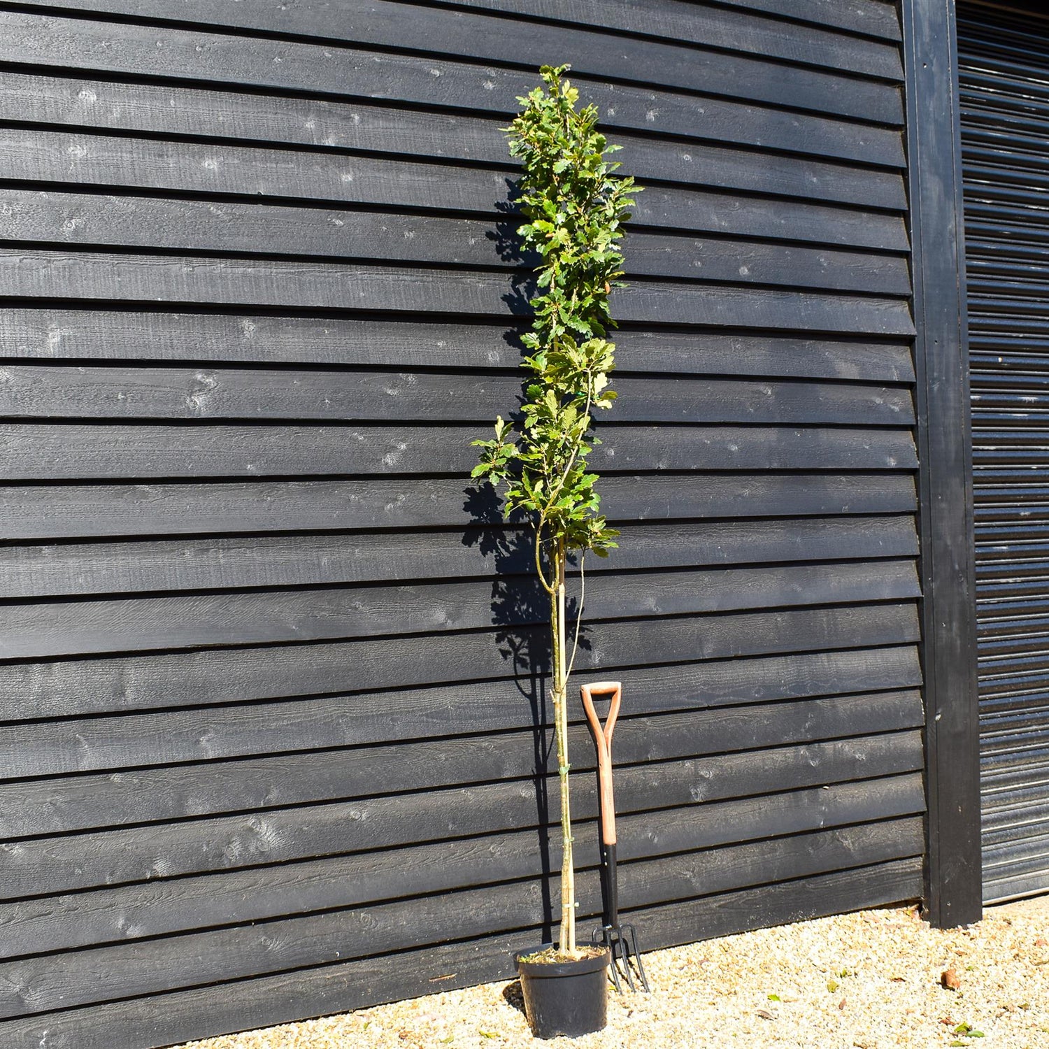 Koster Upright Oak | Quercus robur 'Fastigate Koster' -  Height 200-220cm - 10lt