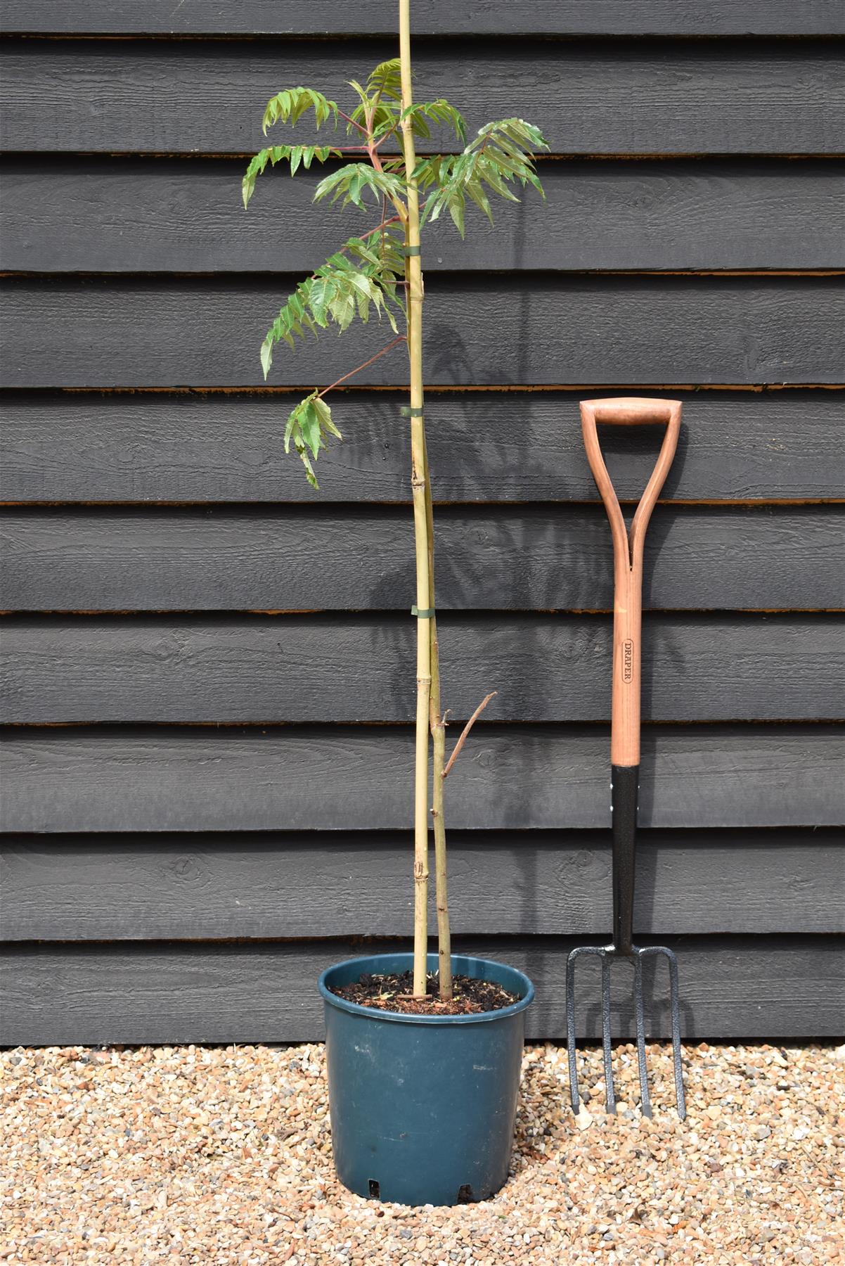 Rhus Typhina| Staghorn Sumac - Height 80-120cm - 10lt