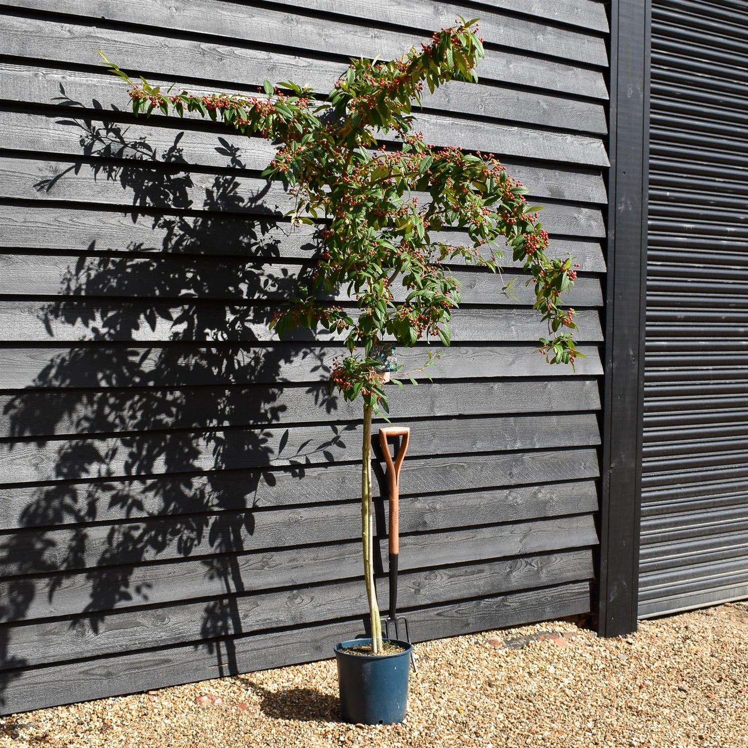 Cotoneaster 'Cornubia' - 160-200cm, 10lt