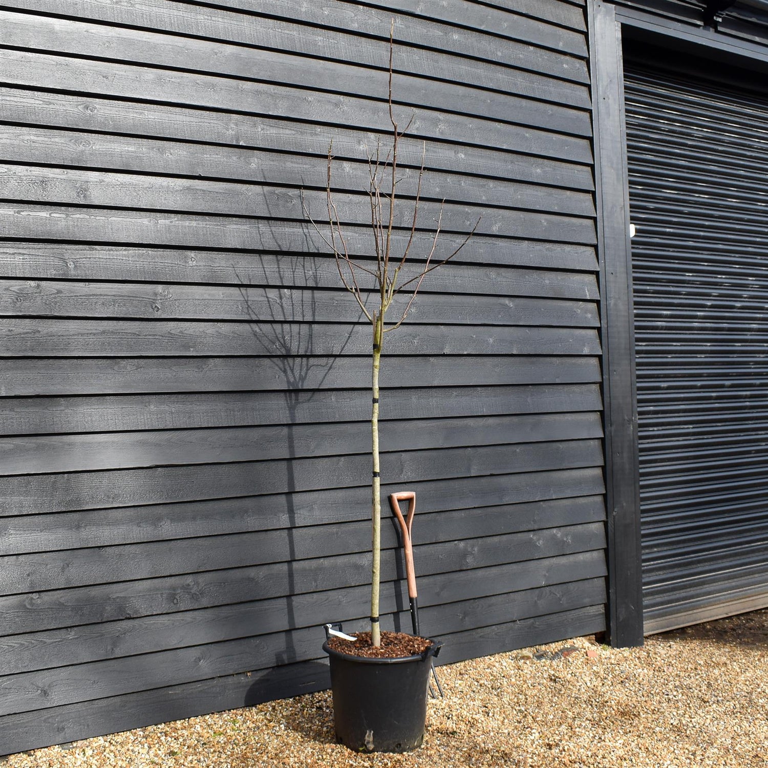 Magnolia 'Flamingo' - Clear stem 120cm - Height 250-280cm - Girth 8-10cm - 50lt