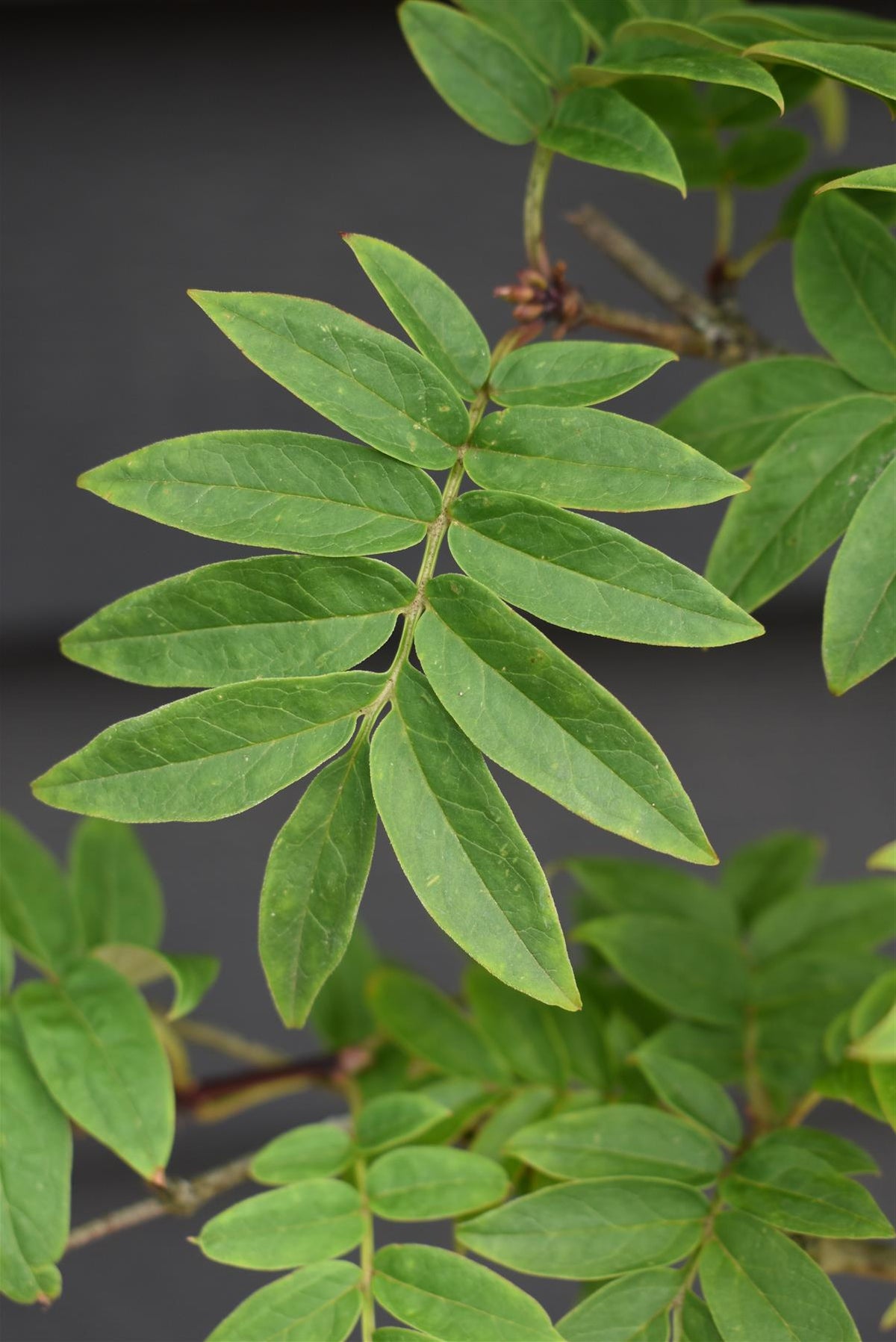Syringa pinnatifolia - Height 180-200cm - 20lt