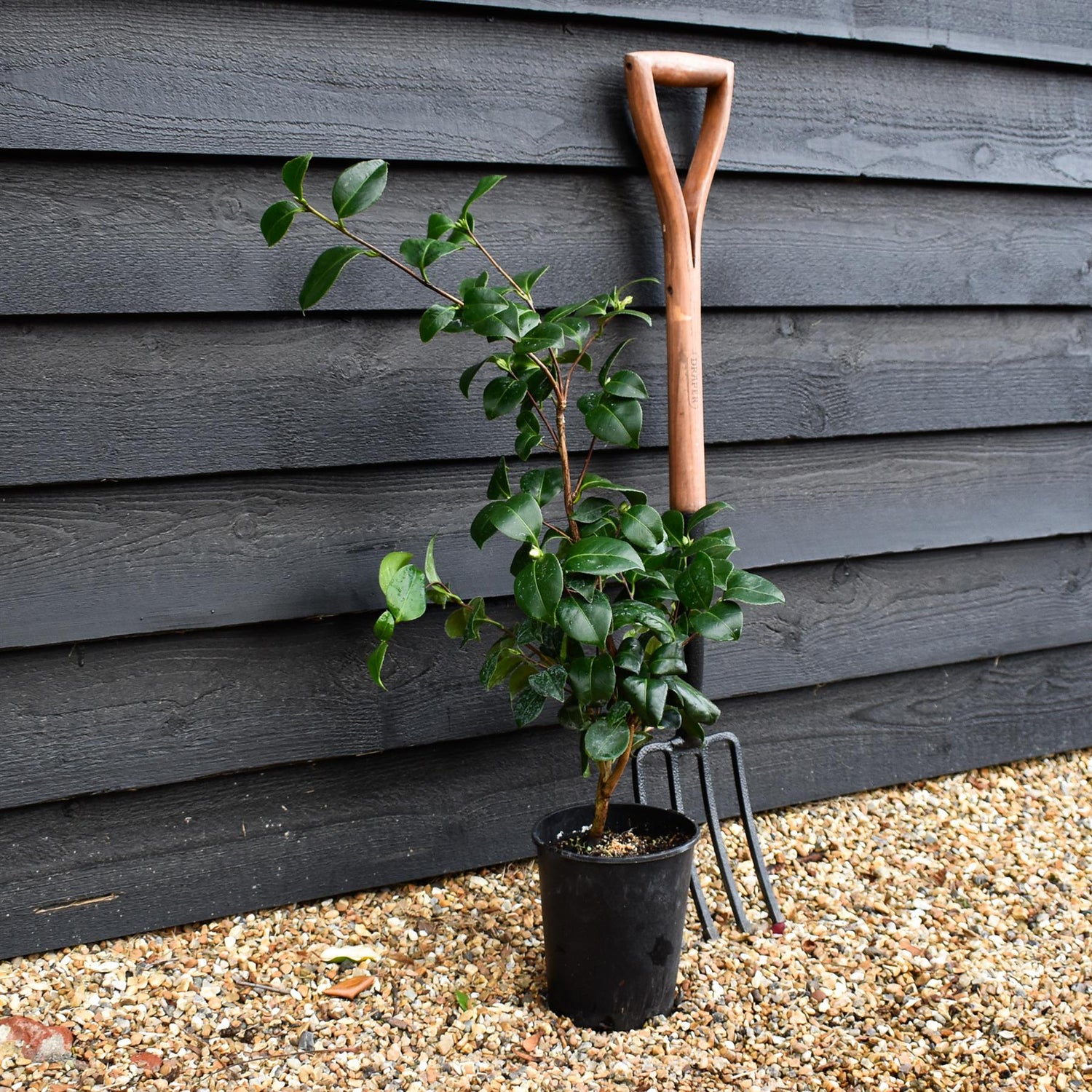 Camellia japonica 'Nobilissima' - Shrub - 3lt