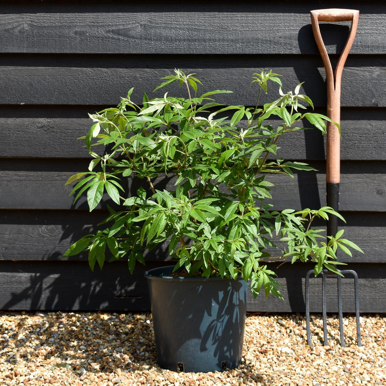 Vitex agnus-castus 'Latifolia'| Chaste tree - Height 90-110cm - 10lt