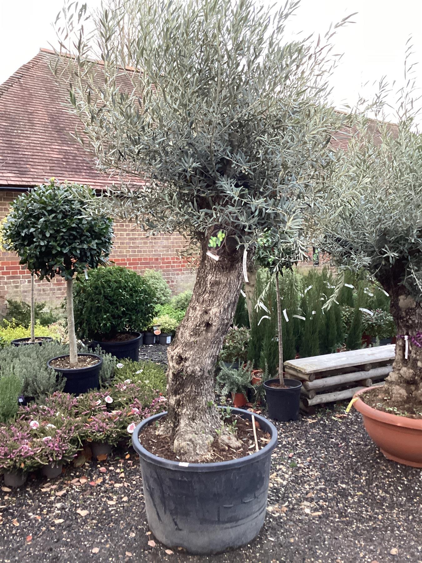 Olive Tree | Olea Europea 1/2 Std Girth 76cm - 210-220cm, 160lt