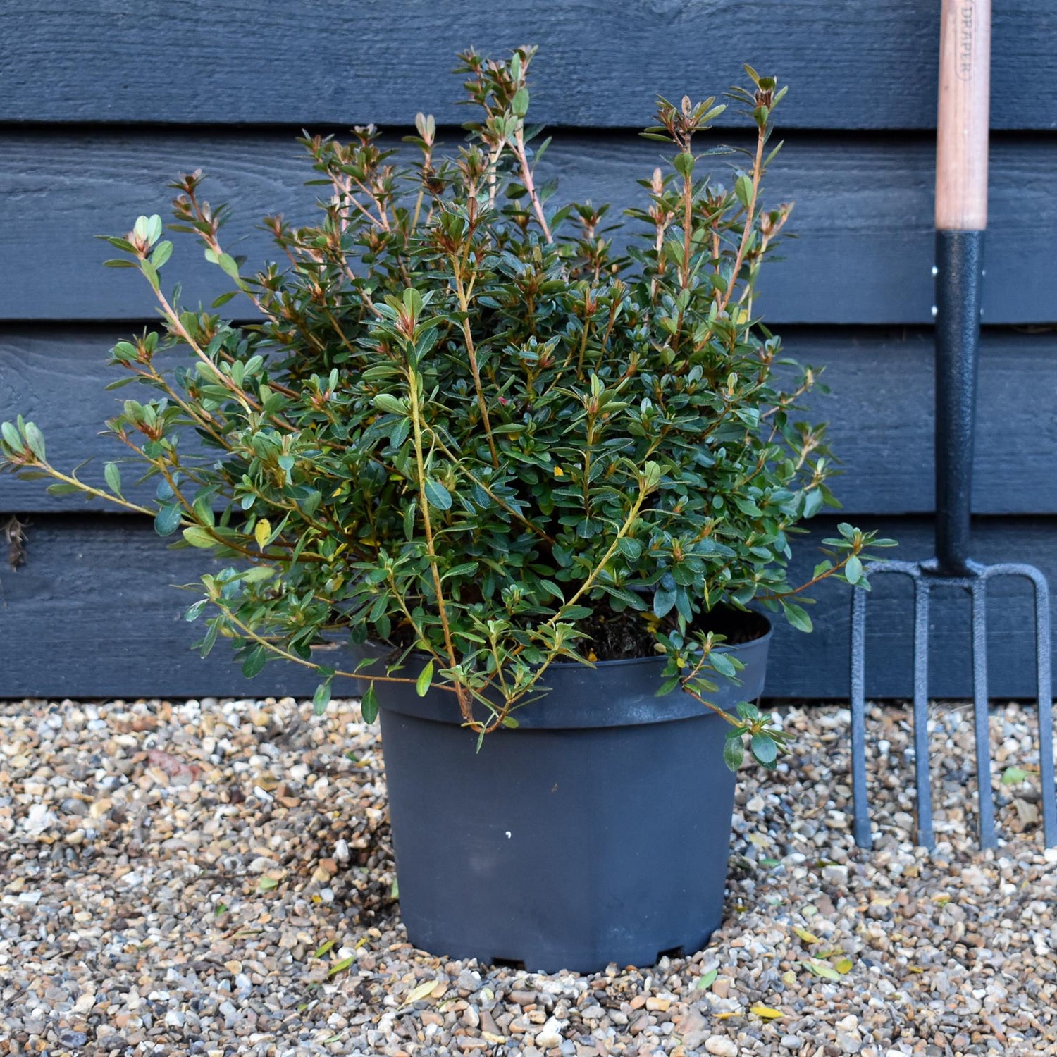 Azalea japonica | Rhododendron -'Violetta' - Bushy - Height 40-50cm -10lt