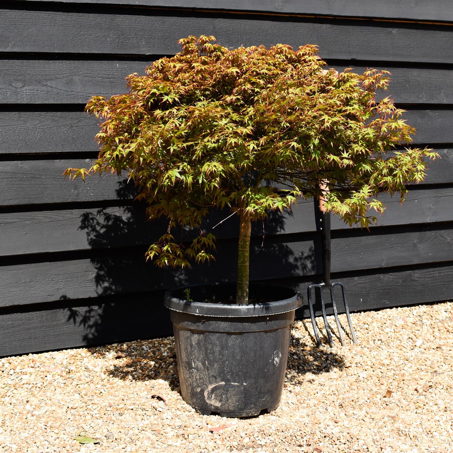 Japanese Maple | Acer palmatum Kiyohime - Stem 40cm - Height 70-80cm - 30lt