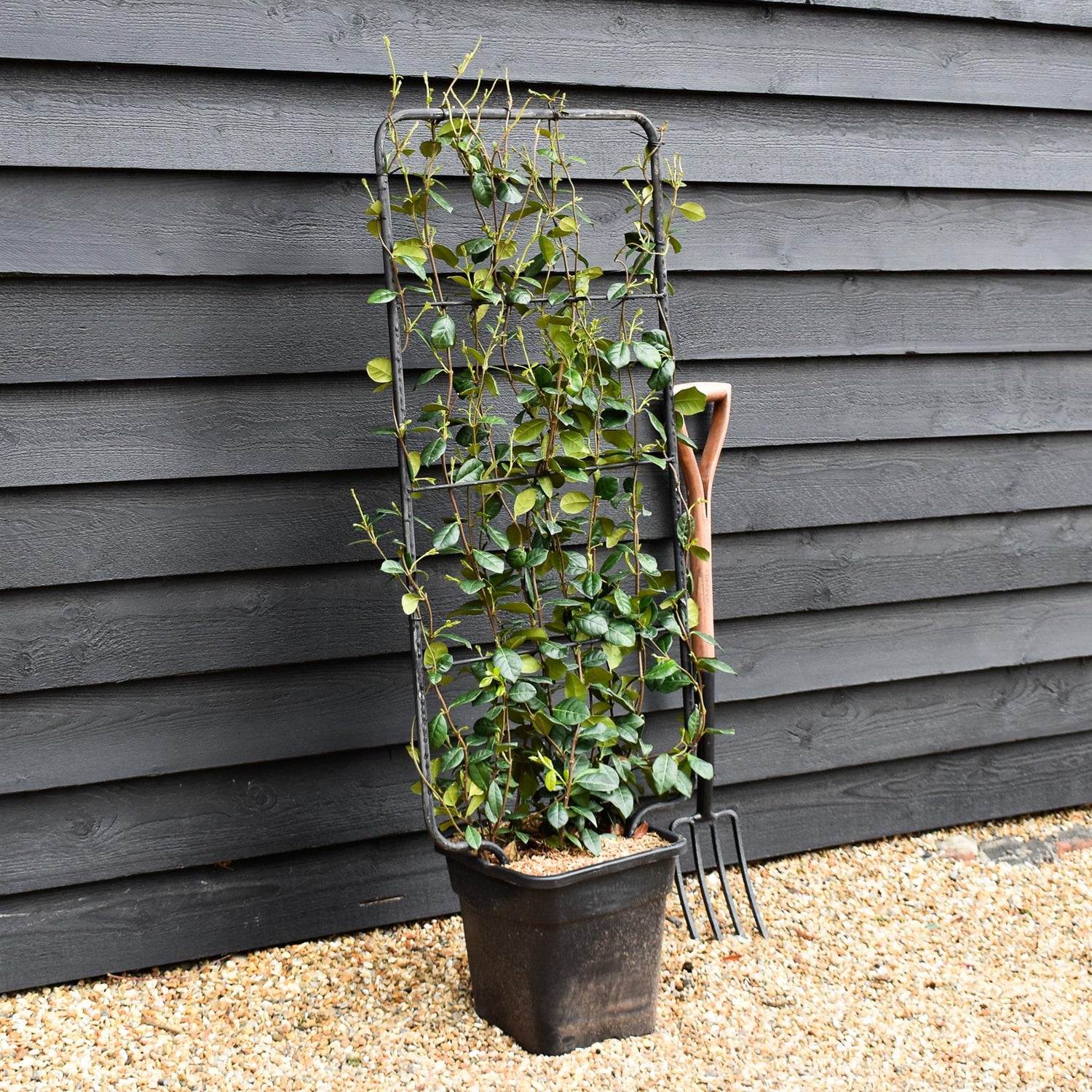 Trachelospermum jasminoides | Star Jasmin - Metal Frame/Espalier - Height 110cm - Width 50cm - 18lt