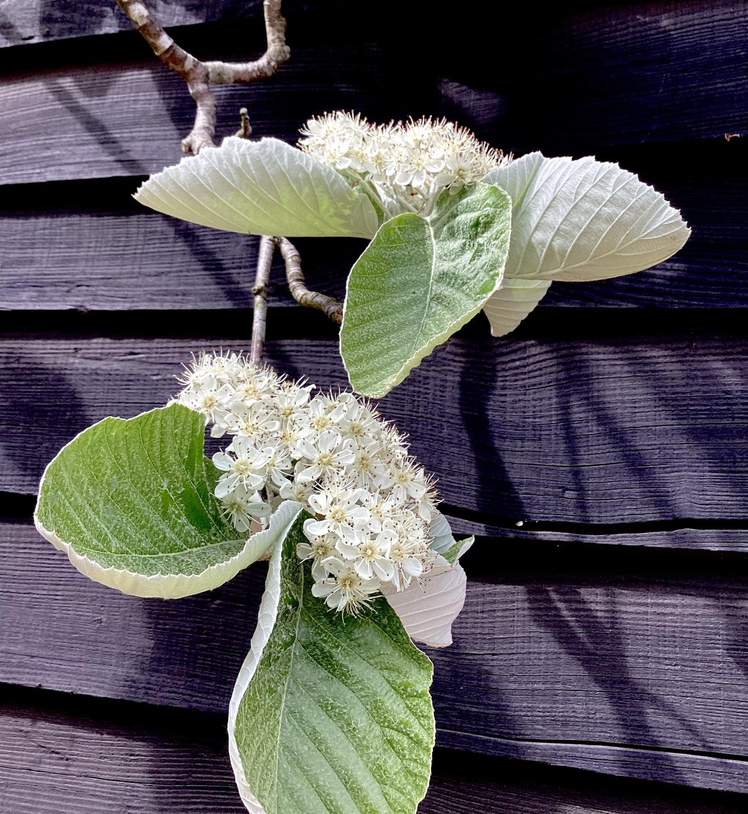 Sorbus aria 'Mitchellii' | Tibetan whitebeam 'John Mitchell'  Clear Stem - 200-240cm, 70lt