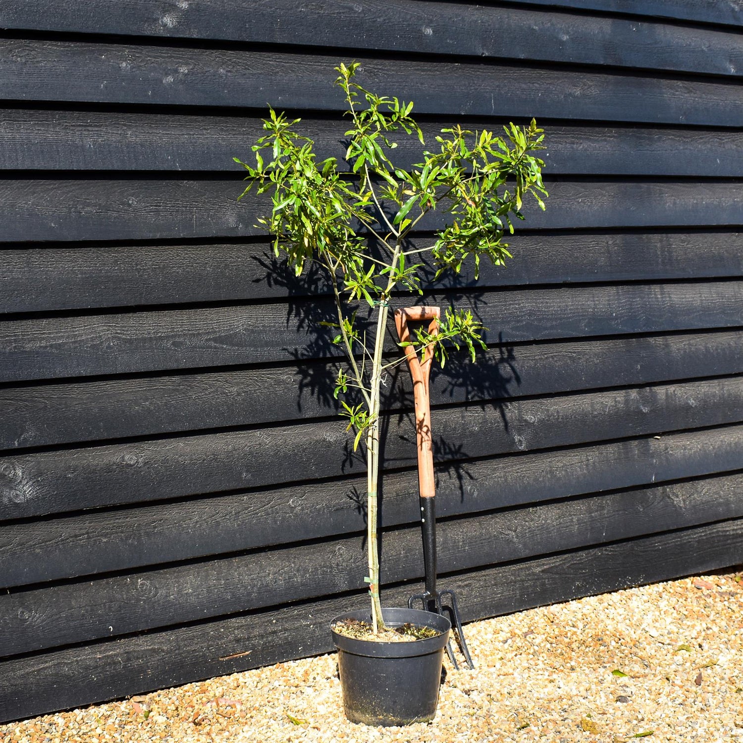 Willow Oak | Quercus phellos - Height 140-160cm - Pot Grown - 10lt