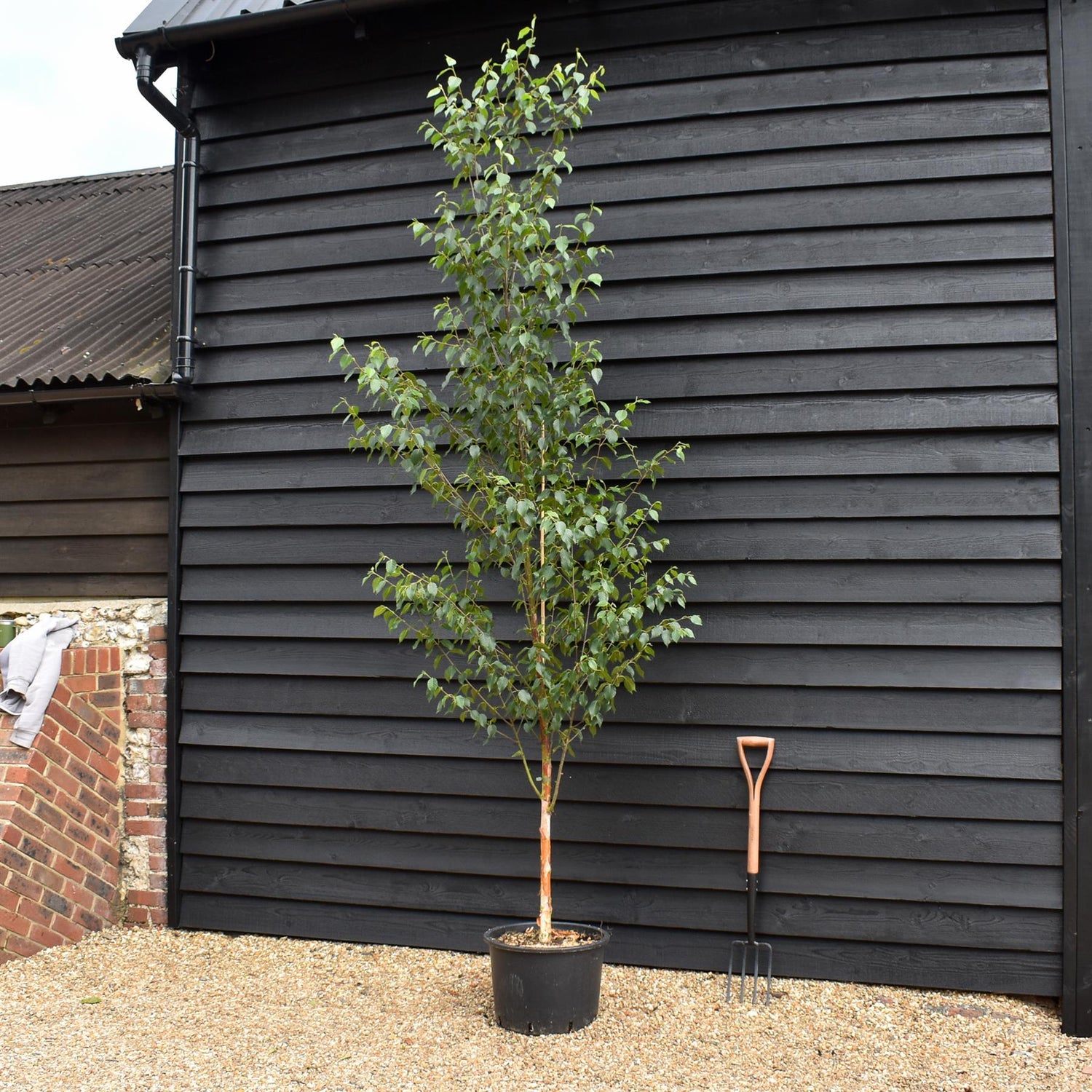 Chinese Red Birch | Betula albosinensis 'Fascination' - Height 250-280cm - Girth 6-8cm - 45lt
