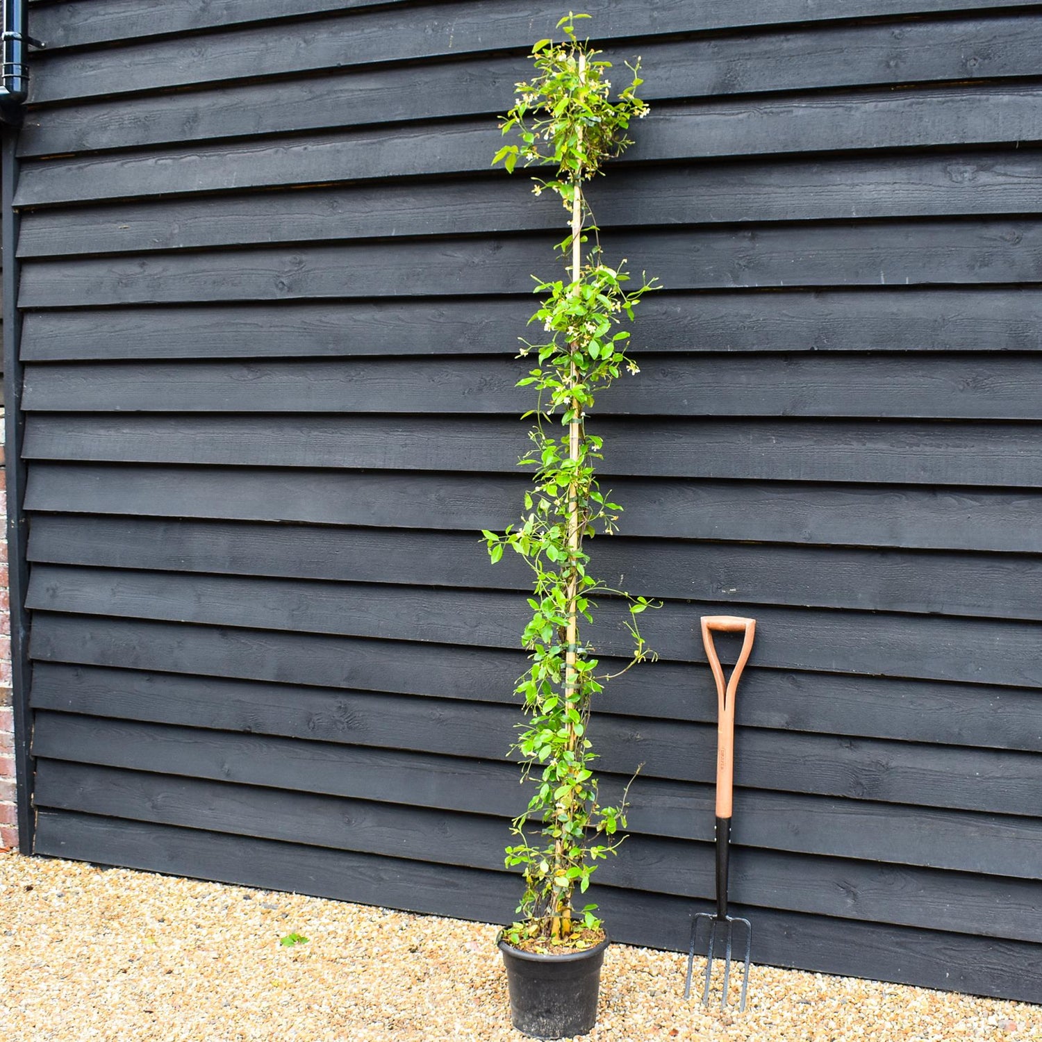 Trachelospermum jasminoides 'Star of Toscane' - Climber - Height 200-210cm - 10lt