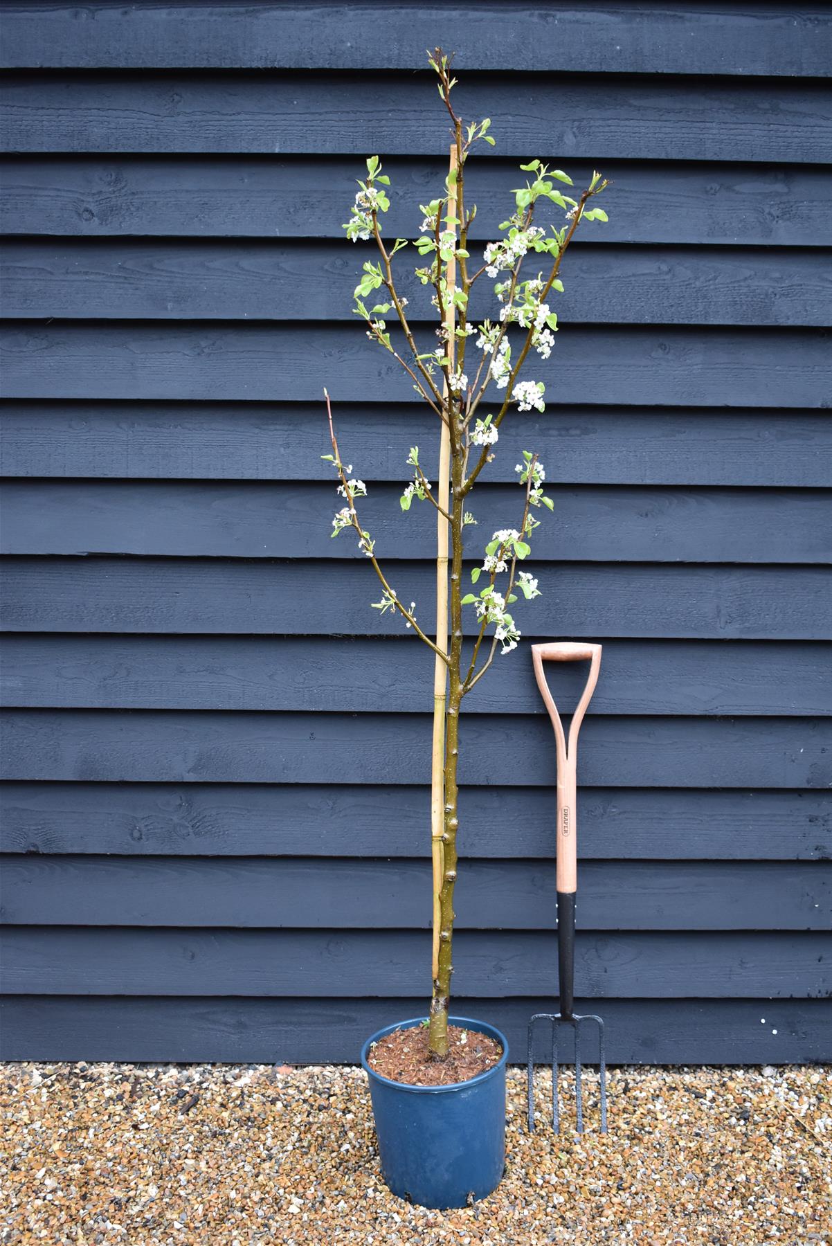 Pyrus calleryana 'Chanticleer' | Callery Pear - Height 180-220cm - 12lt