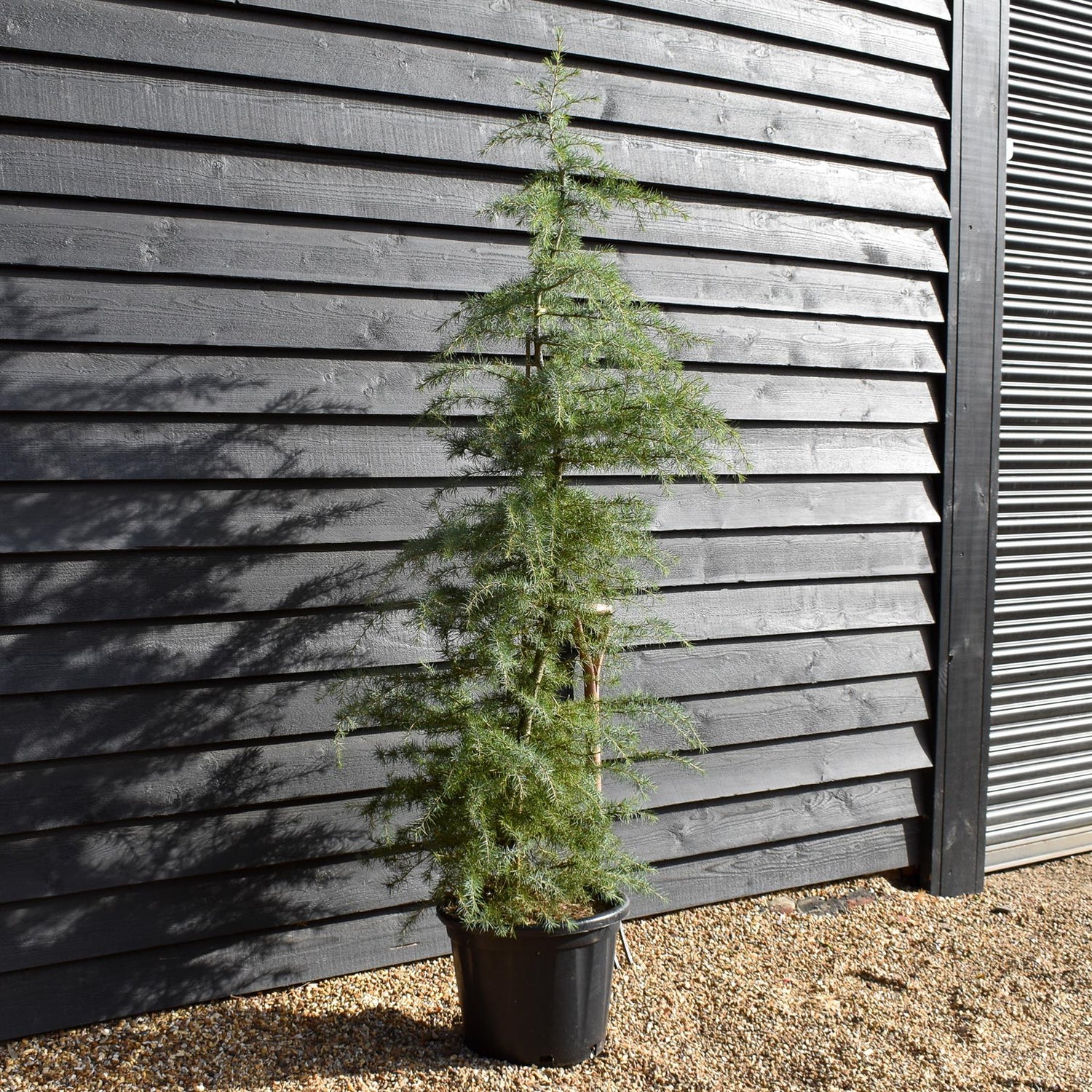 Cedrus deodara | Himalayan Cedar - Height 160-180cm - 35lt