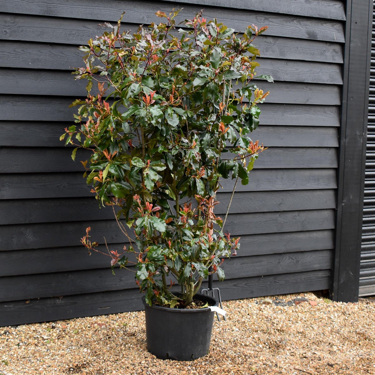 Photinia Magical Volcano | Christmas berry Magical Volcano - Bush - 180-200cm - 25lt