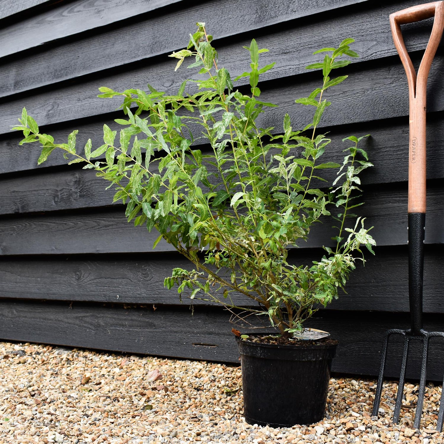 Salix integra 'Hakuro-nishiki' - Height 70-90cm - Bushy - 5lt