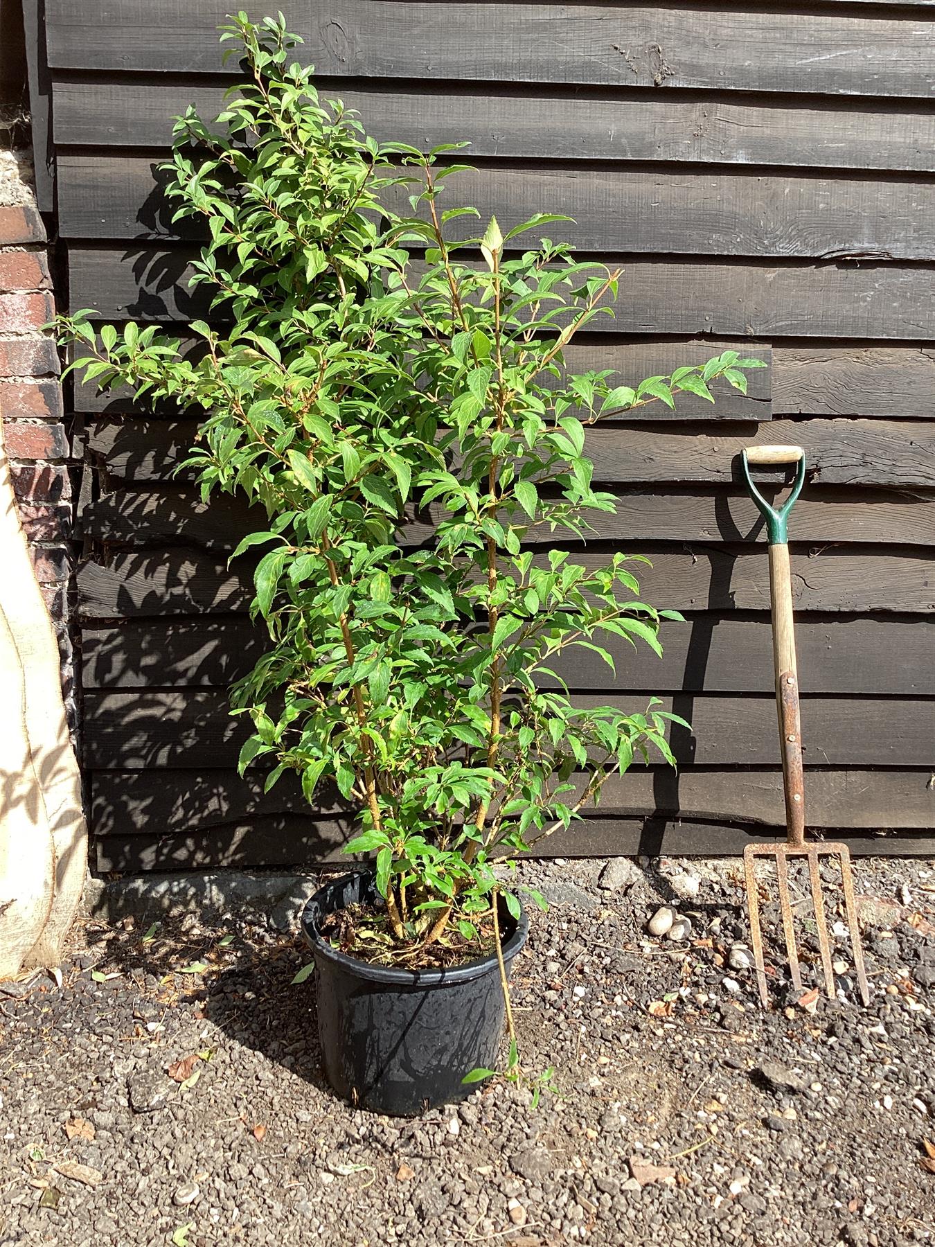 Forsythia x intermedia 'Lynwood Variety' - 100/120cm, 20lt