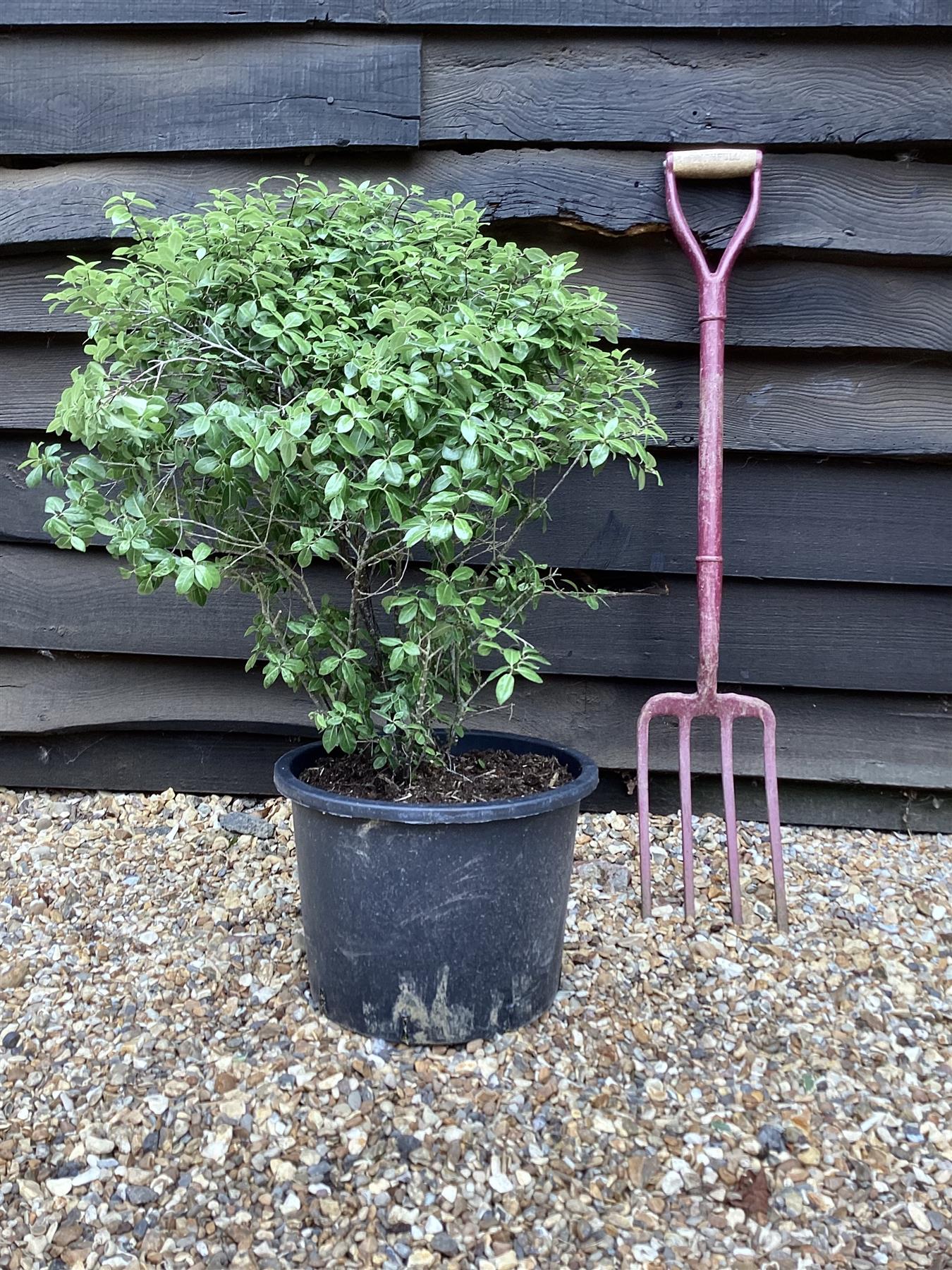 Pittosporum tenuifolium 'Golf Ball' - 60-65cm, 20lt