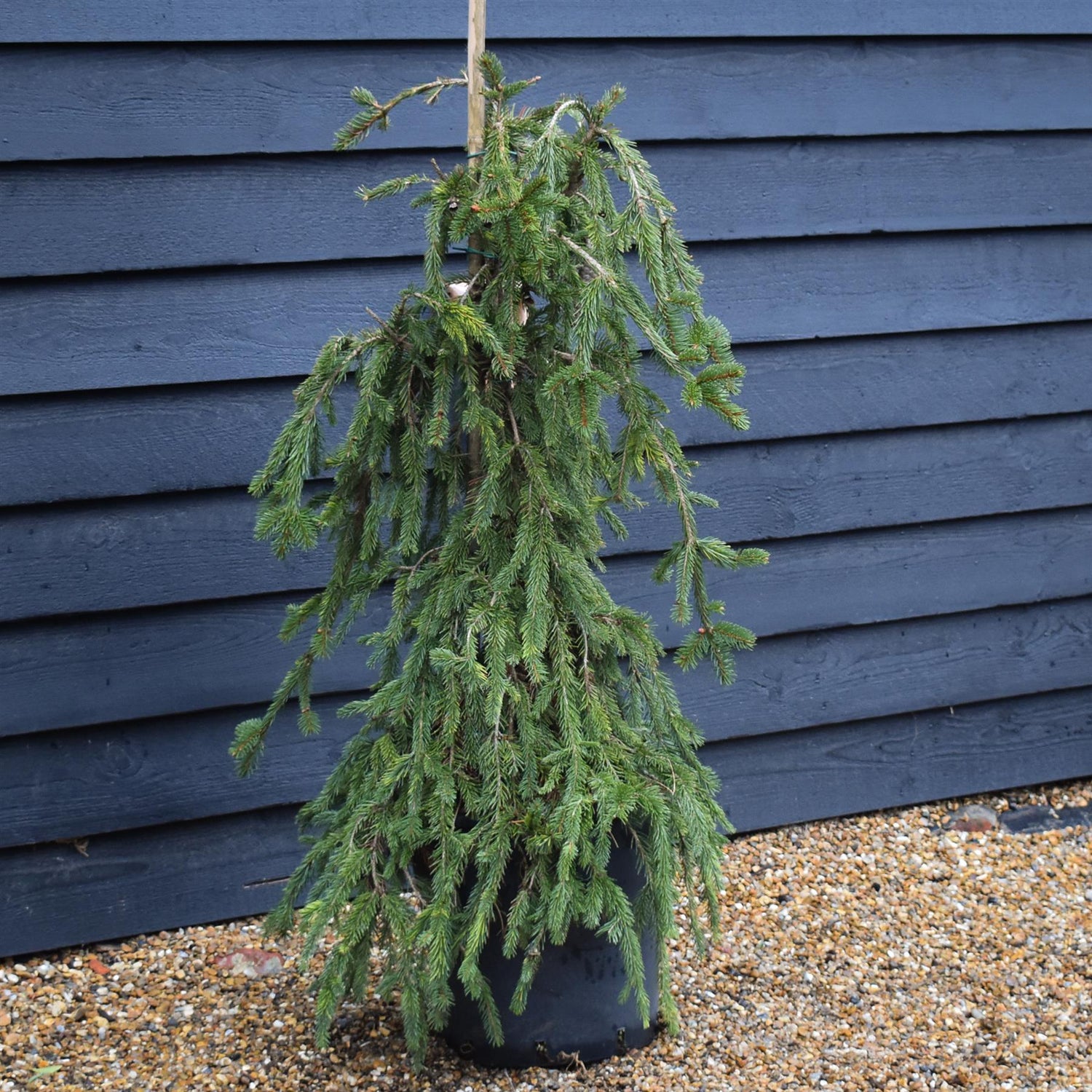 Picea abies 'Inversa' / Pendula| Norway spruce - Height 110-120cm - 35lt
