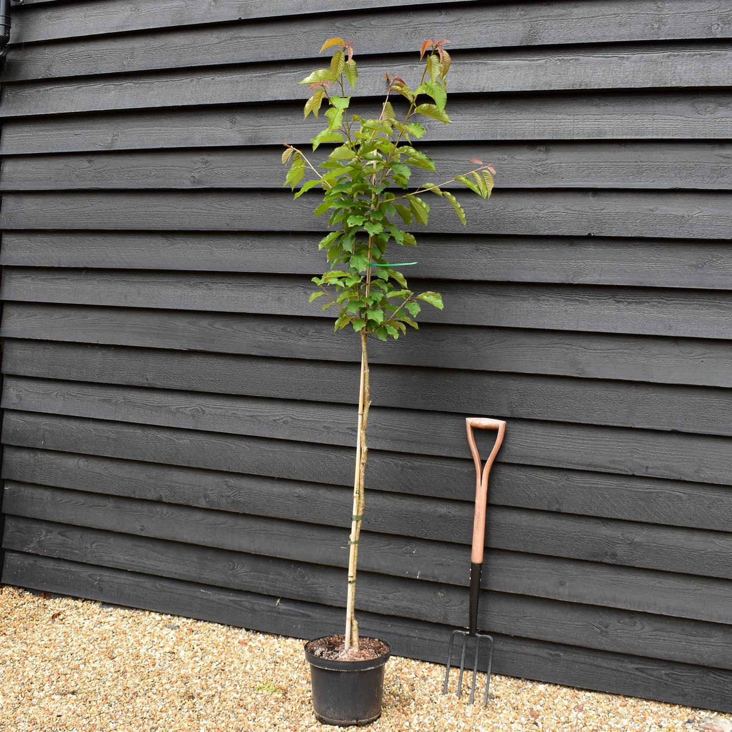 Wild Cherry | Prunus avium - 2-3 years old - Height 120-150cm - 10lt