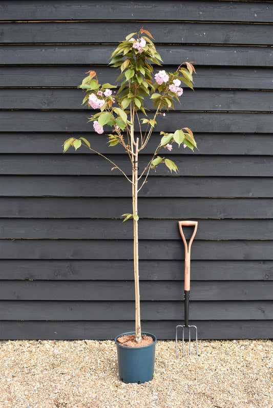 Prunus Kanzan | Cherry Kanzan - 200-250cm, 10lt