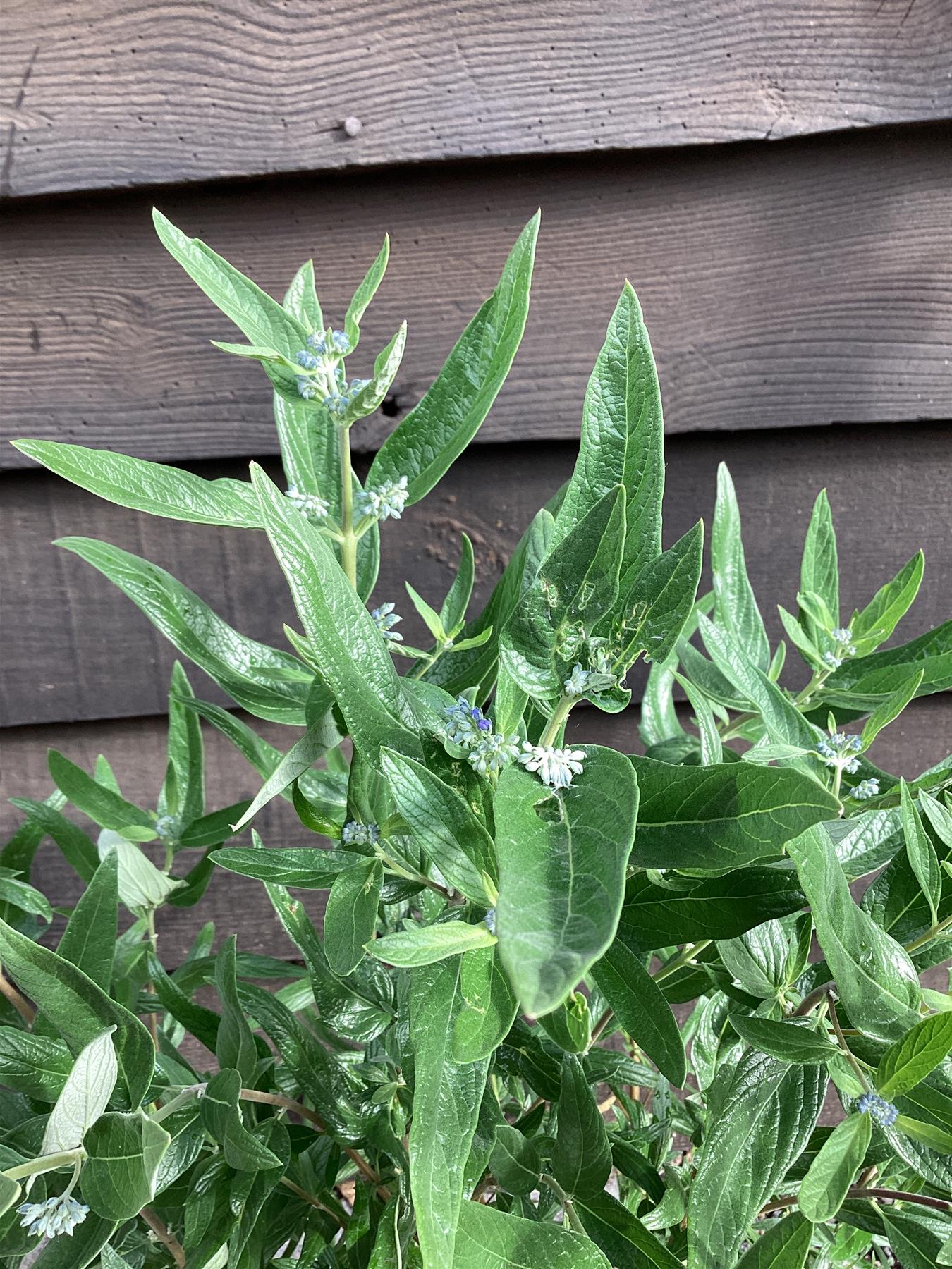Caryopteris - clandonensis (Bluebeard) 'Kew Blue' - 10/20cm, 2lt