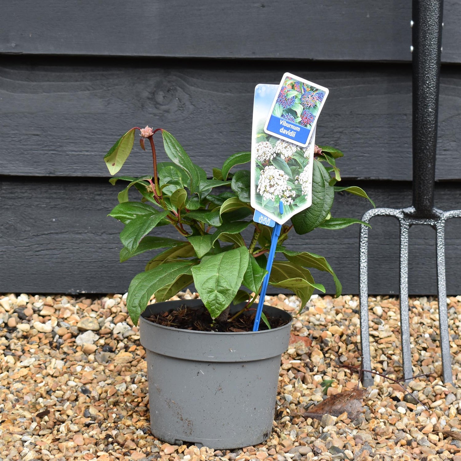 Viburnum davidii - 15-30cm - 2lt
